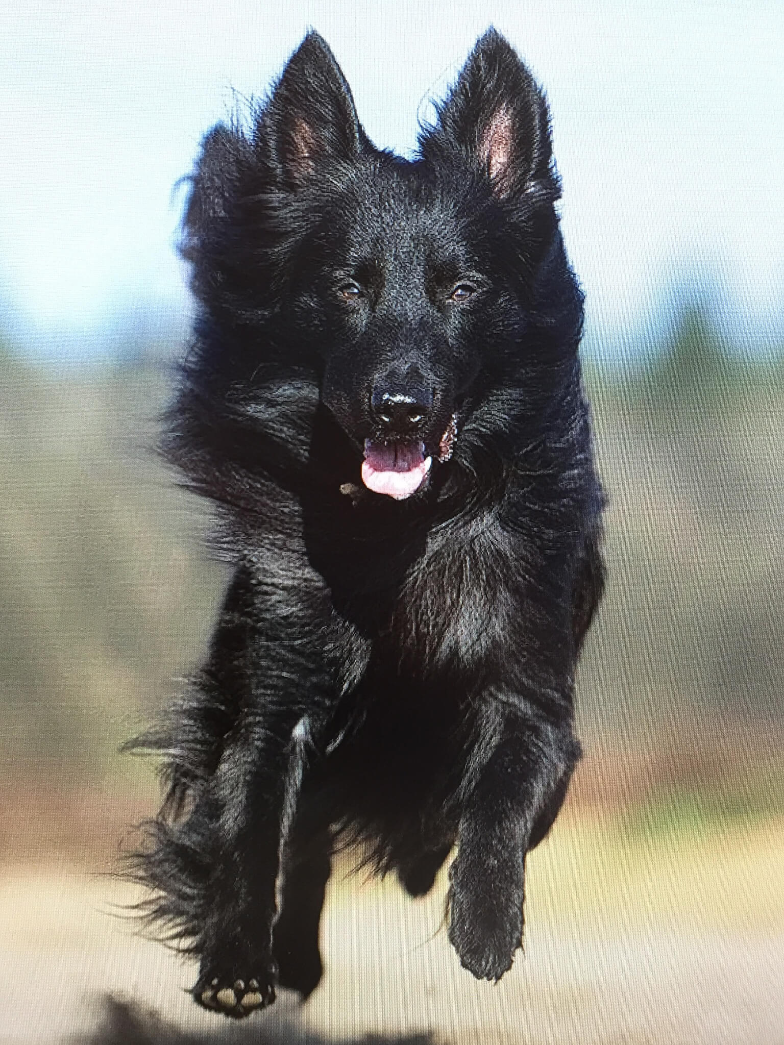 Dutch Shepherd Course on Dutch Shepherd