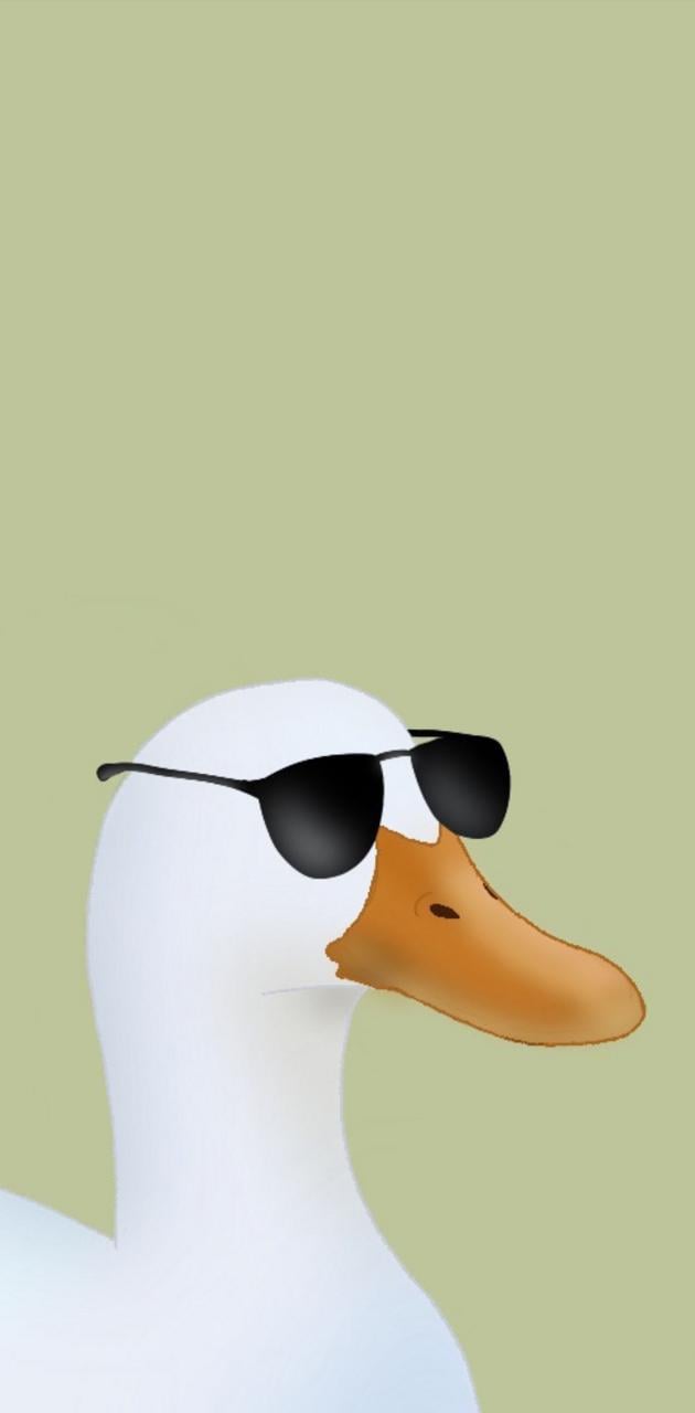 Duck with sunglasses wallpaper