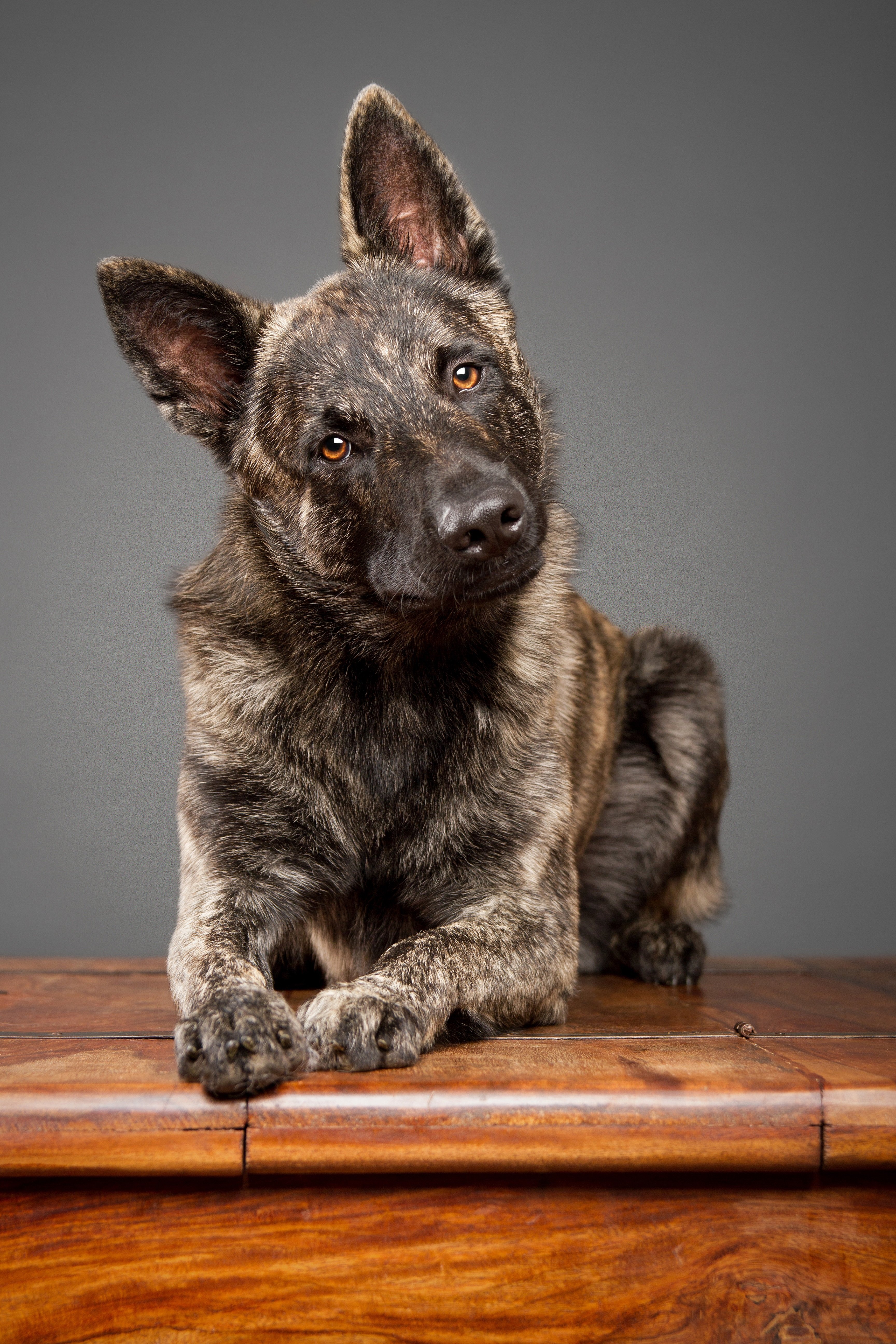 Dutch Shepherd Dog Breed Information & Picture