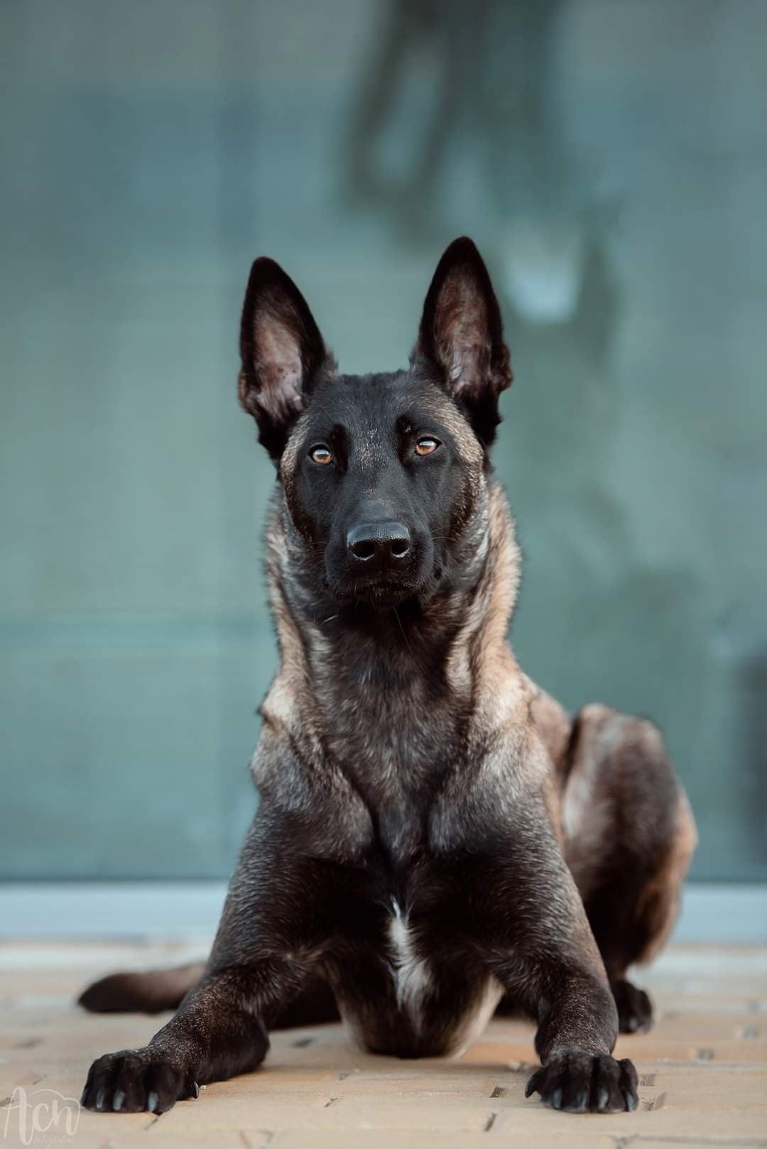 Dog Breeds. Malinois dog, Belgian malinois dog, Working dogs