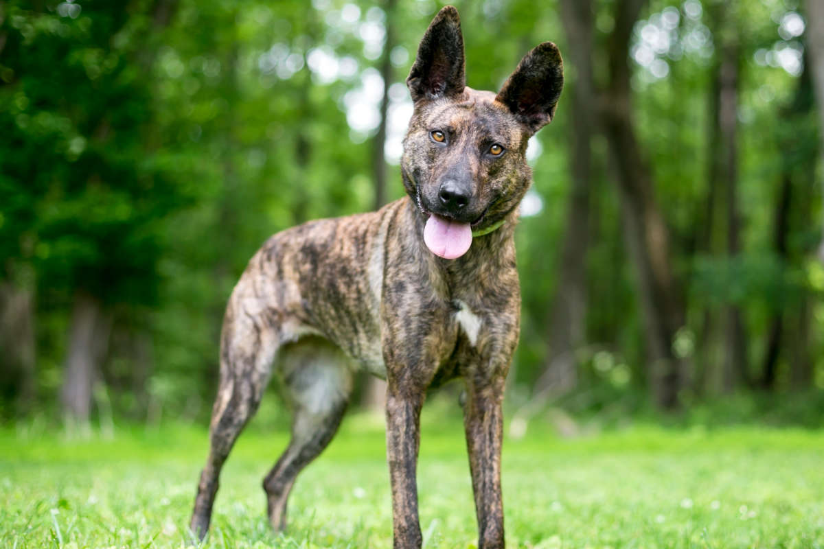 German Shepherd Vs Dutch Shepherd: What's The Difference?