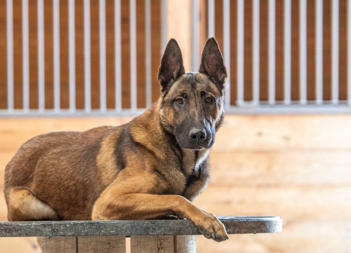 Breed Specifications