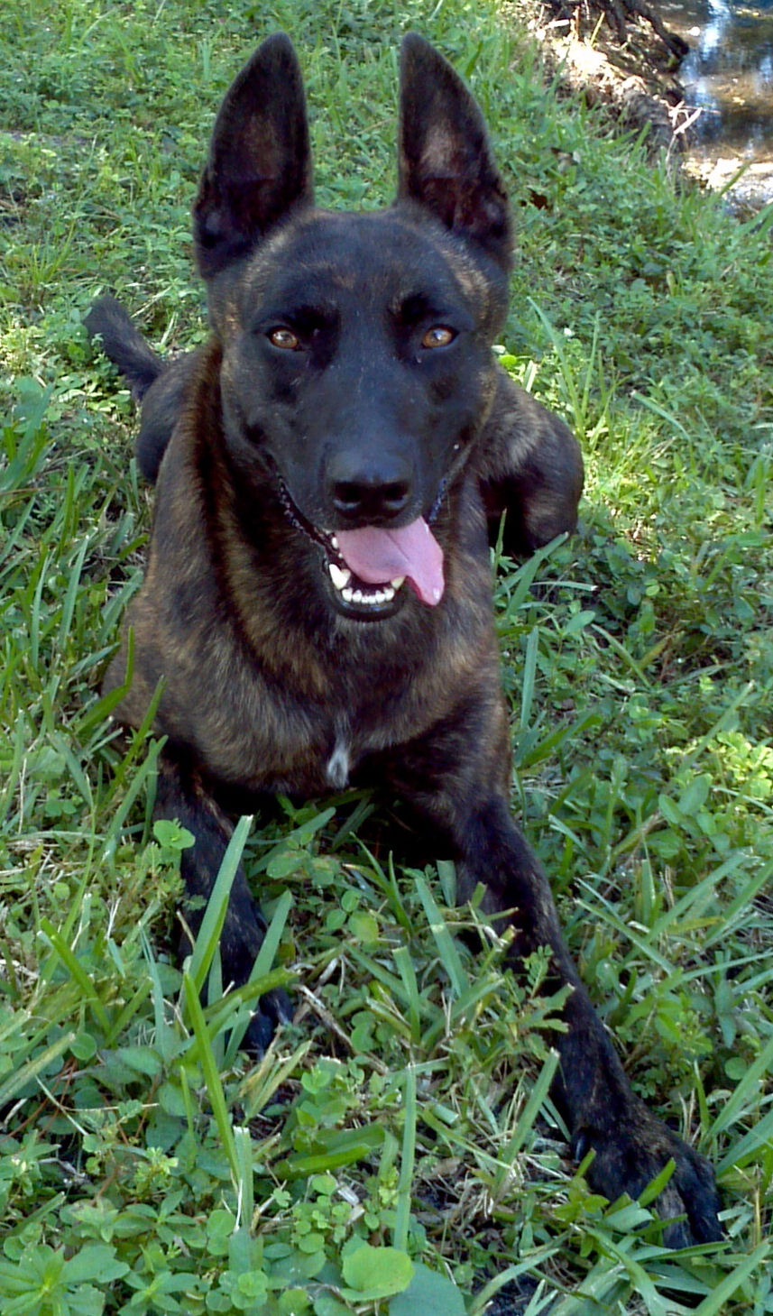 Funny Dutch Shepherd Dog photo and wallpaper. Beautiful Funny Dutch Shepherd Dog picture