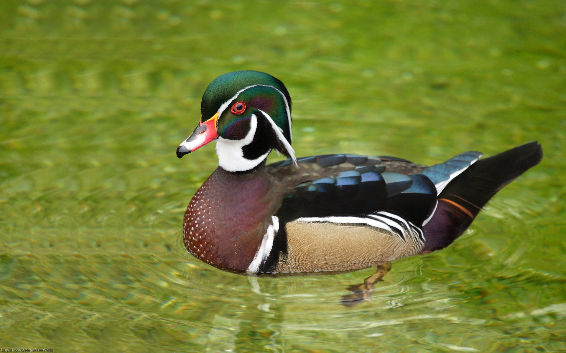 Wood Duck HD Wallpaper and Background