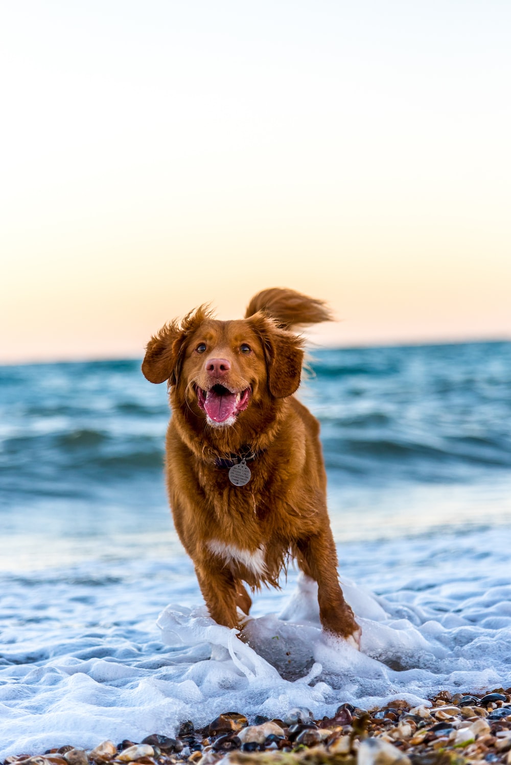 Dog On Beach Picture. Download Free Image