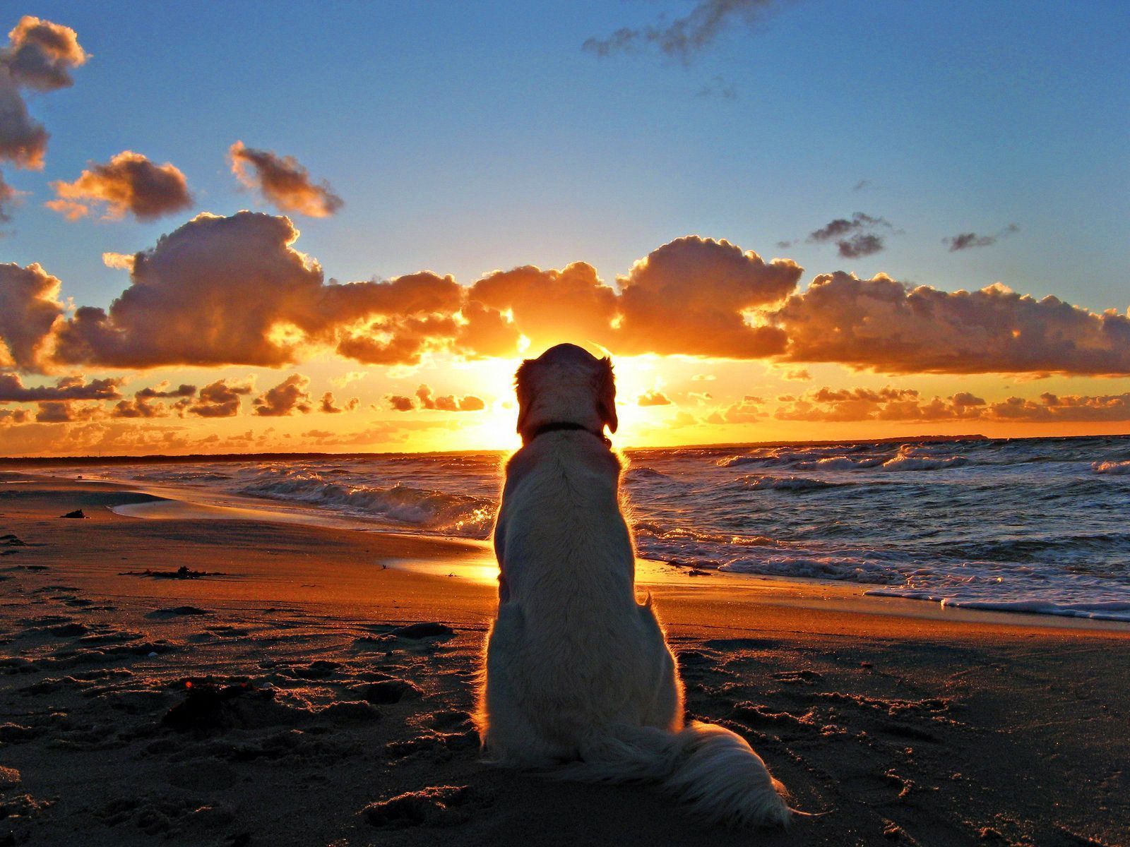 Dog Beach Sunset Wallpaper Free Dog Beach Sunset Background