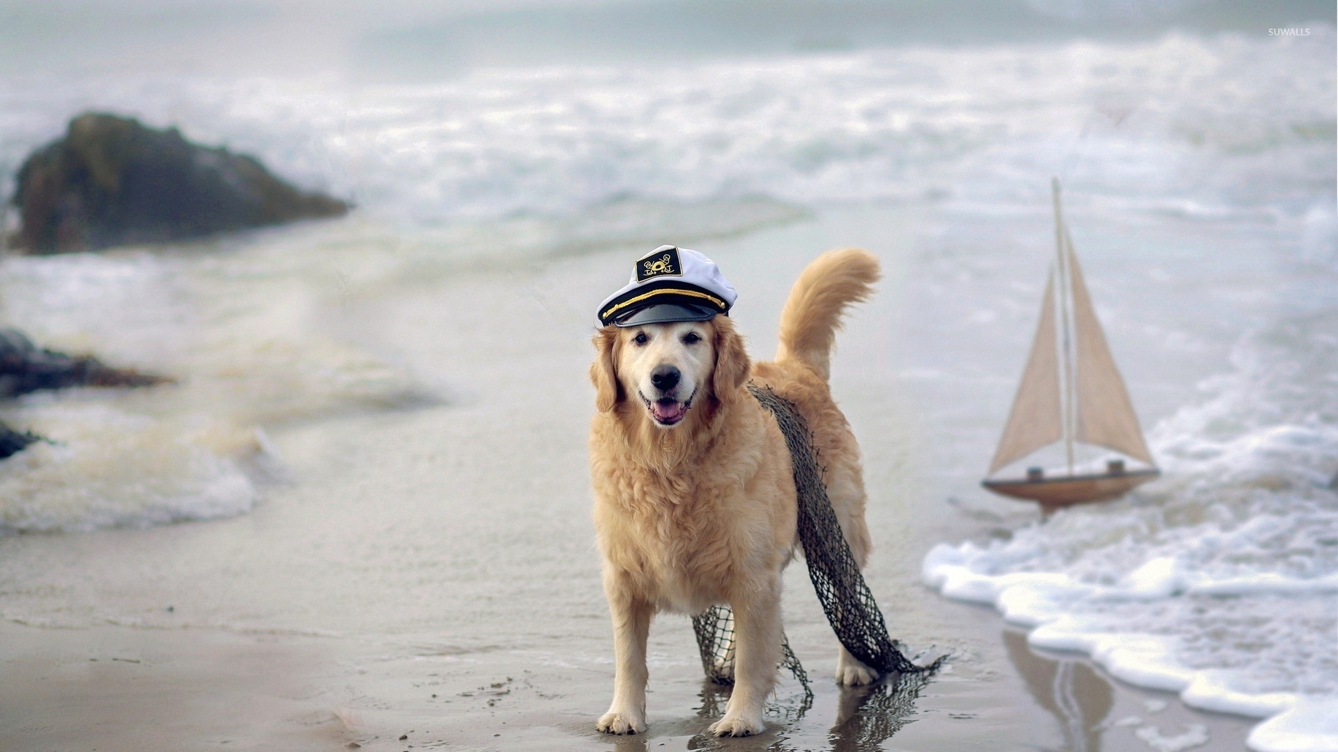 Dog on the Beach Wallpaper