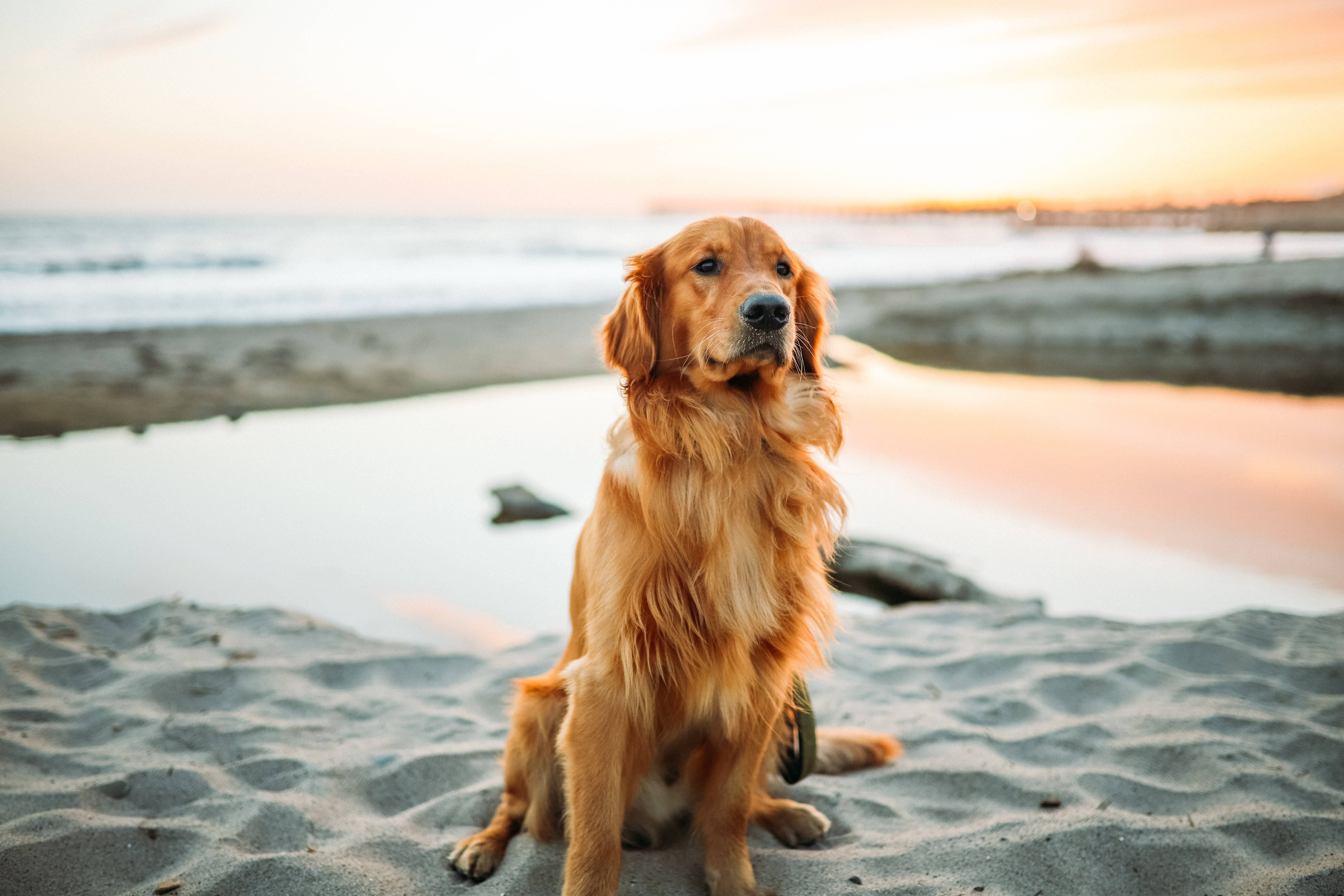 Download Golden Retriever Dog At Beach Wallpaper