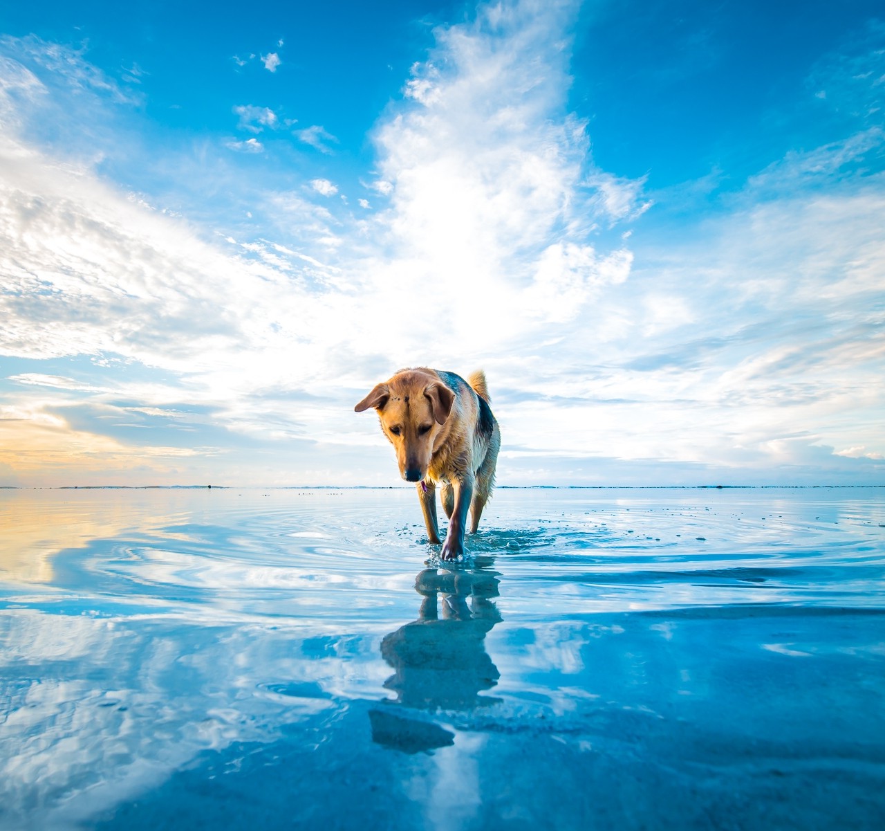 dog, Beach, Clouds, Sea, Animals, Mascot, Water, Blue, White, Nature Wallpaper HD / Desktop and Mobile Background