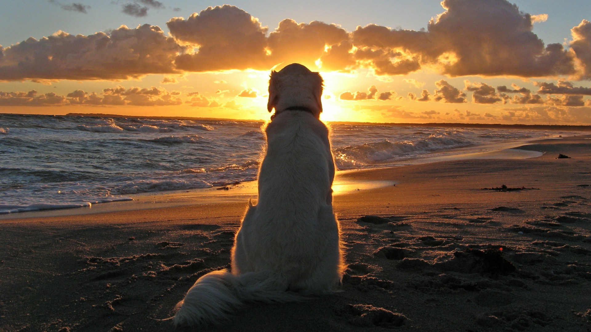 1920x1080 dog beach sunset animals wallpaper JPG 445 kB Gallery HD Wallpaper