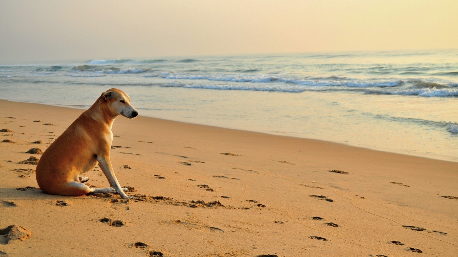 Dog on the Beach Wallpaper