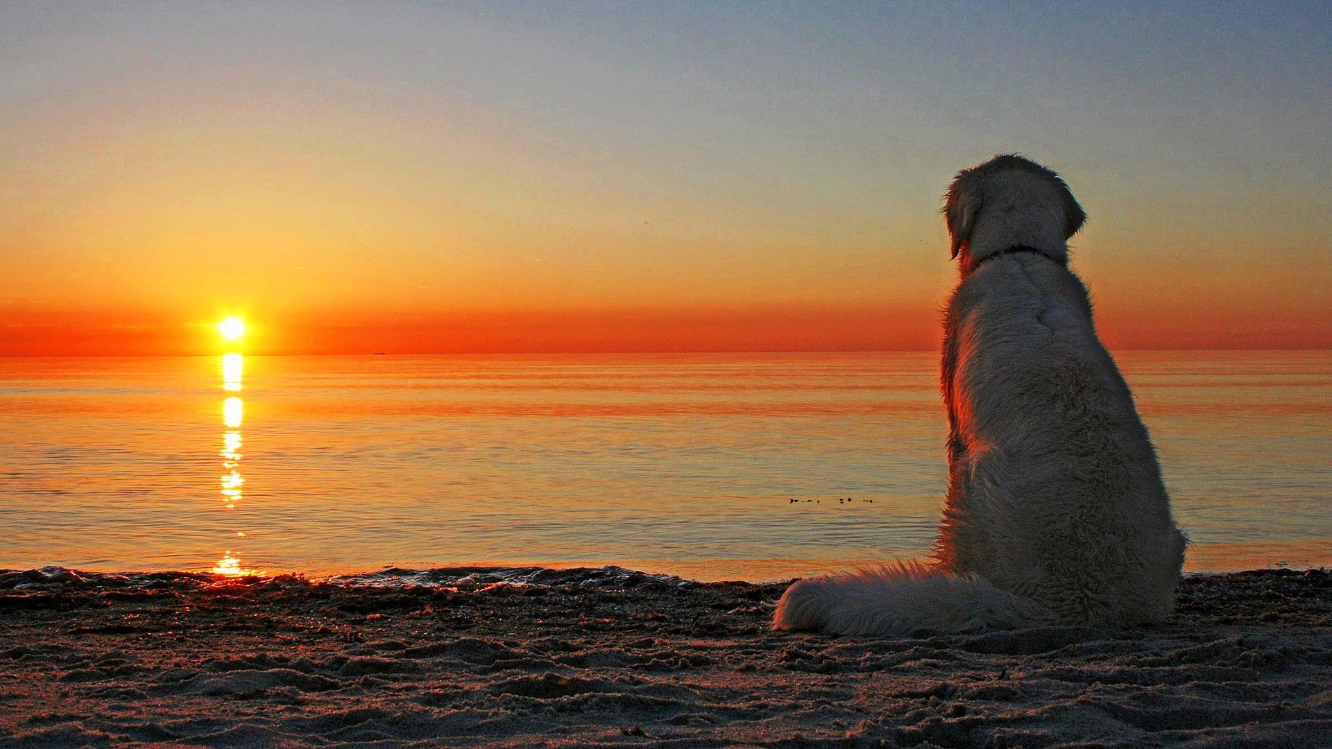 Dog Beach Sunset Wallpaper Free Dog Beach Sunset Background