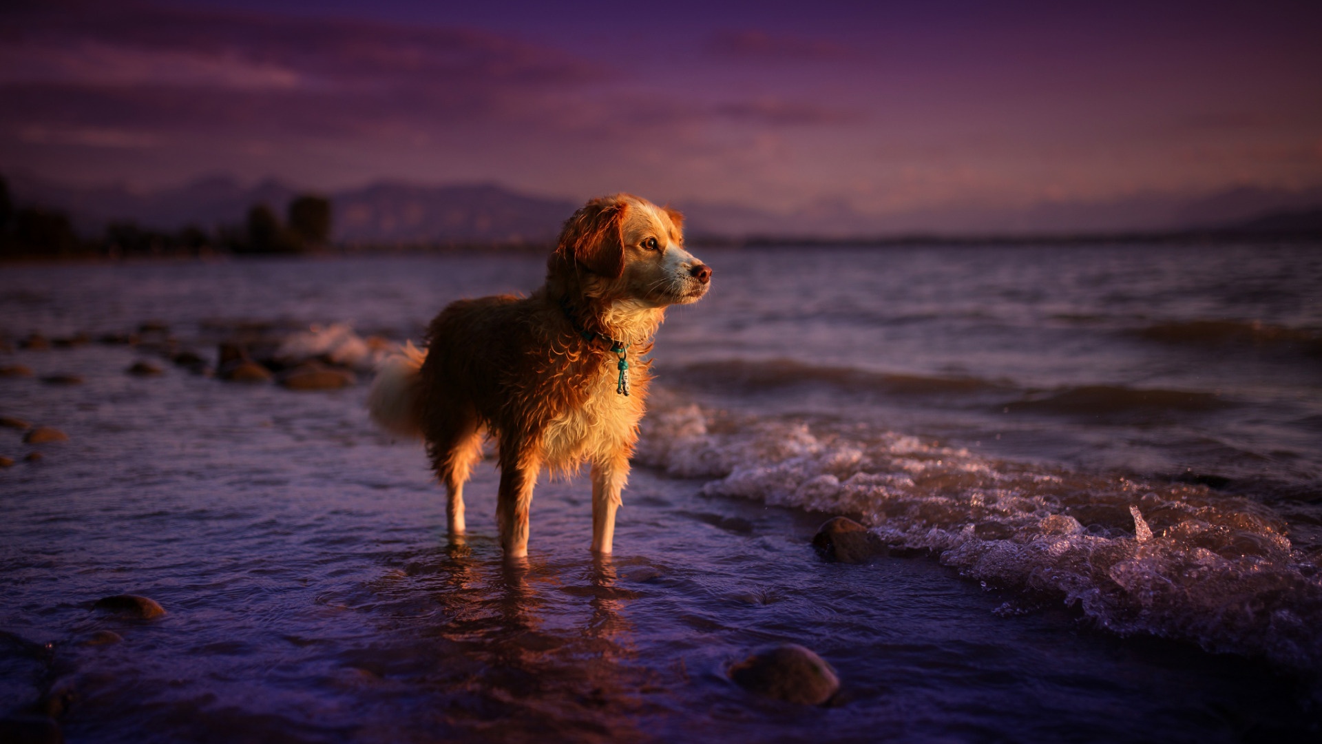 Dog on the Beach Wallpaper