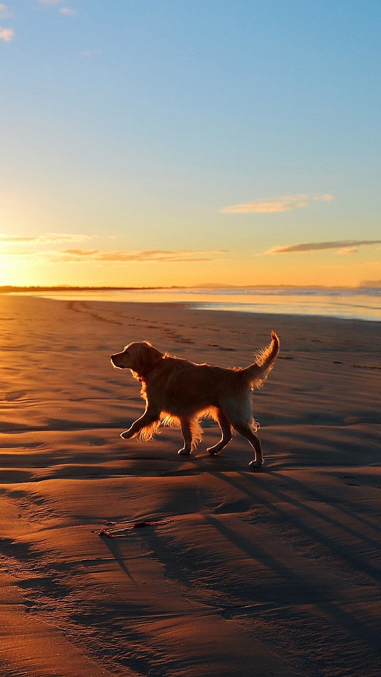 Lonely Walking Dog Sea Beach iPhone 8 Wallpaper Free Download