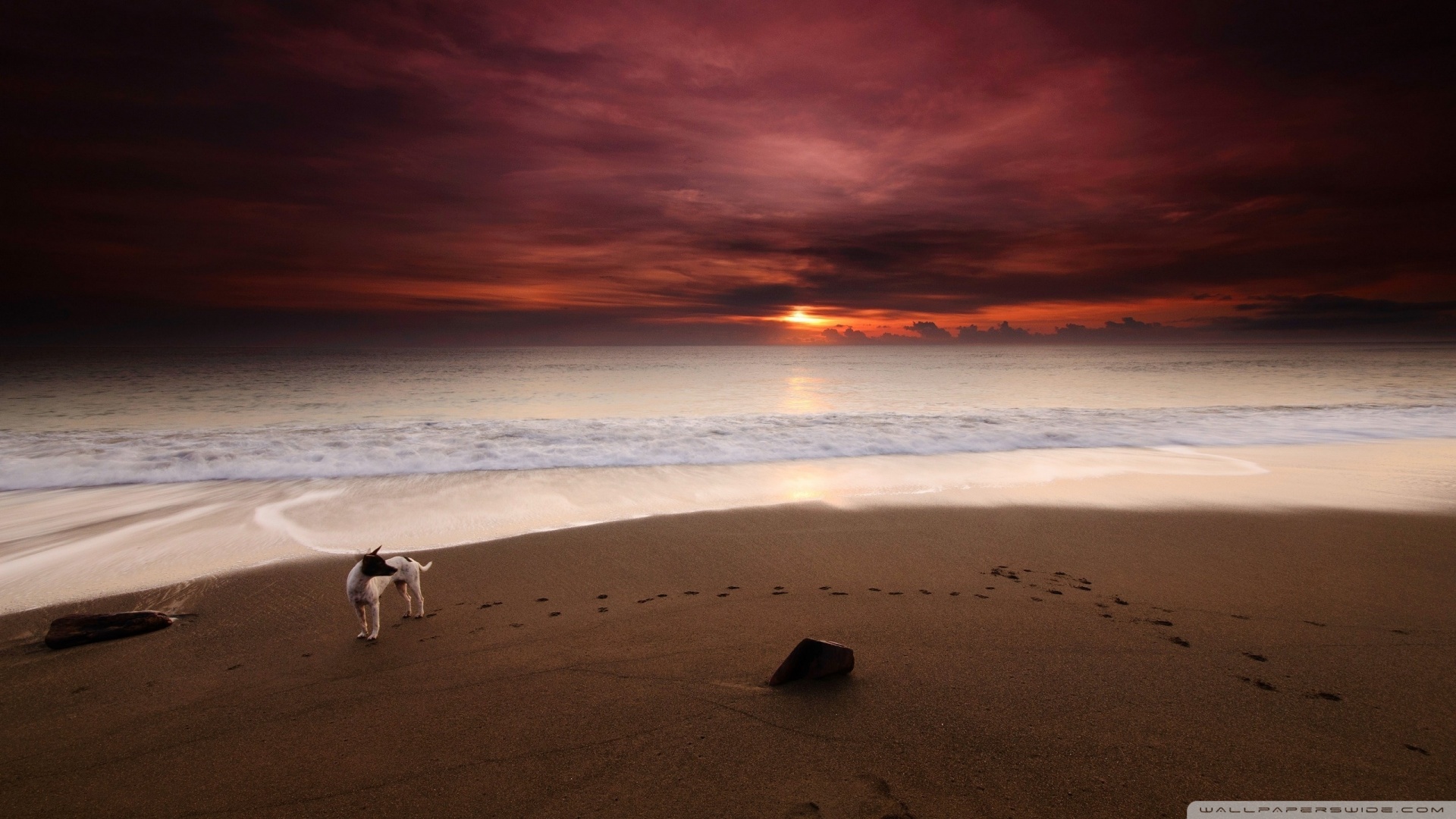 Dog On The Beach Ultra HD Desktop Background Wallpaper for 4K UHD TV, Multi Display, Dual Monitor, Tablet