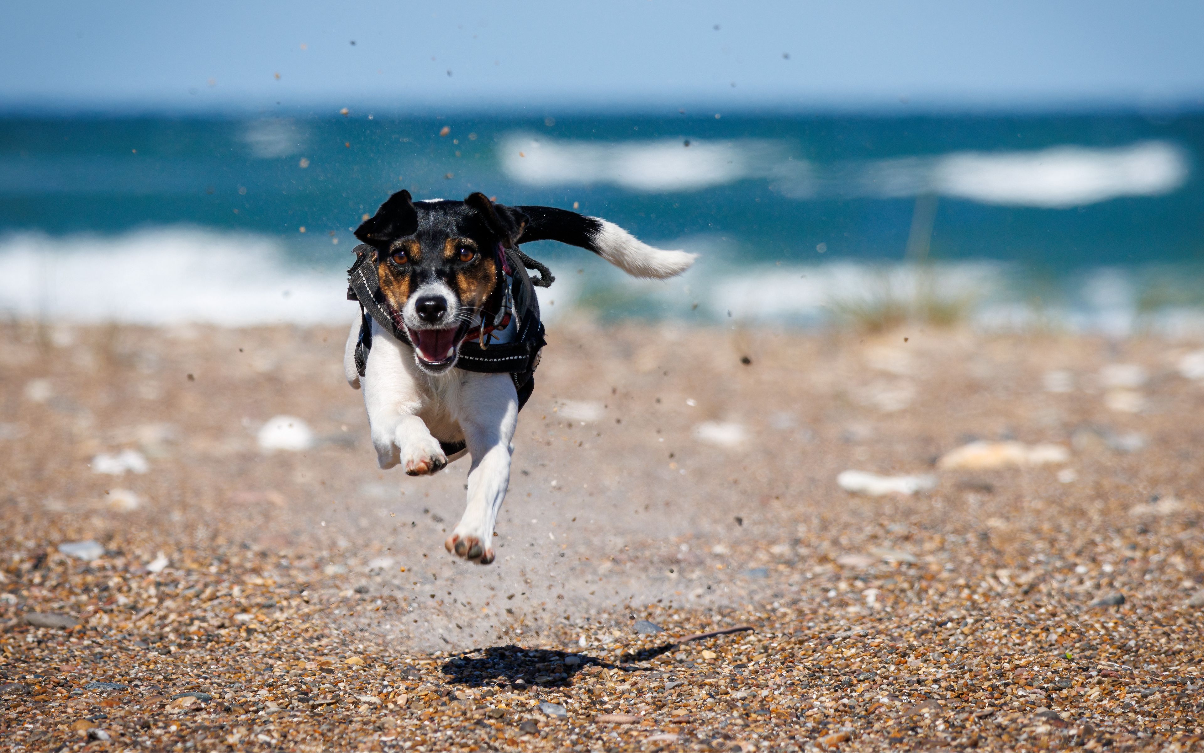 Dog running in the beach Wallpaper 4k Ultra HD