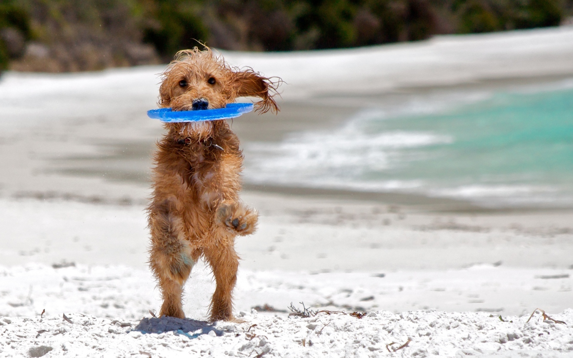 Dogs on the Beach Wallpaper