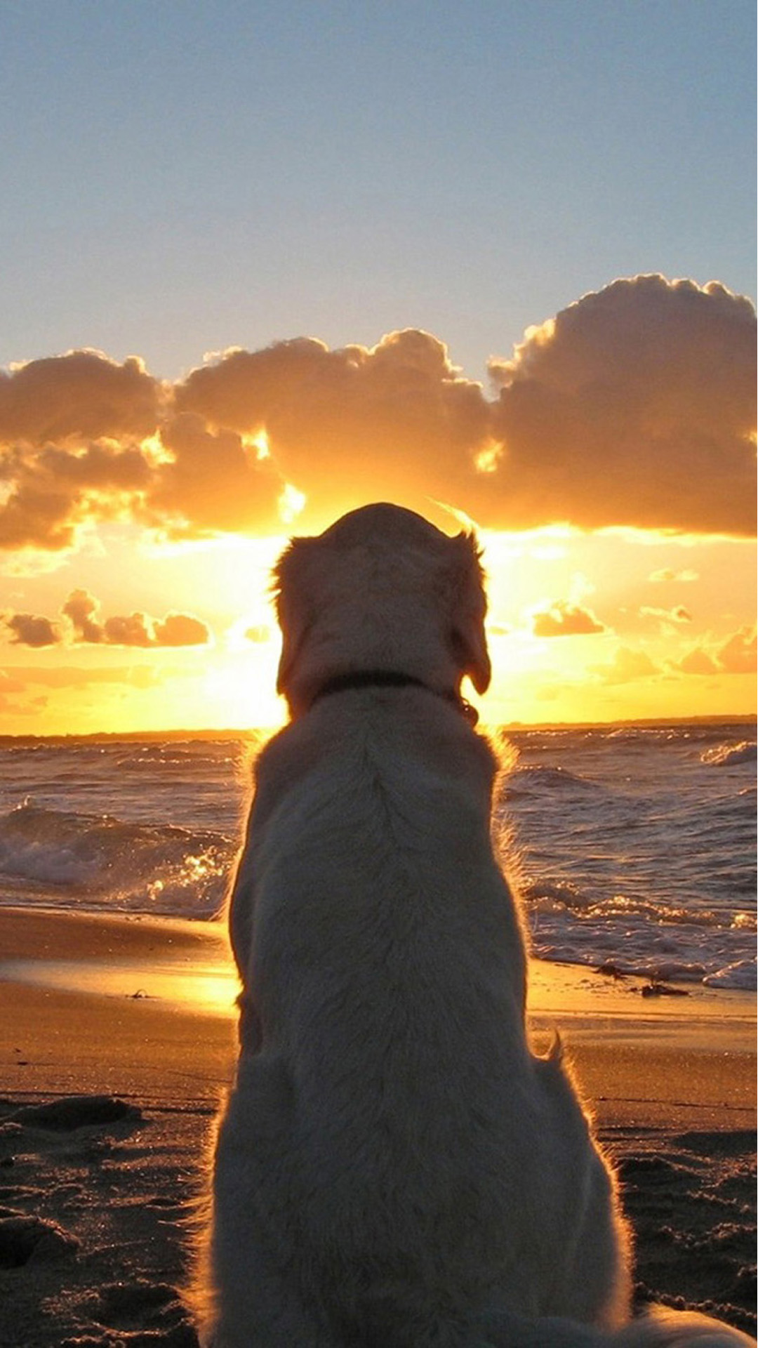 Dog on the beach Android wallpaper HD wallpaper