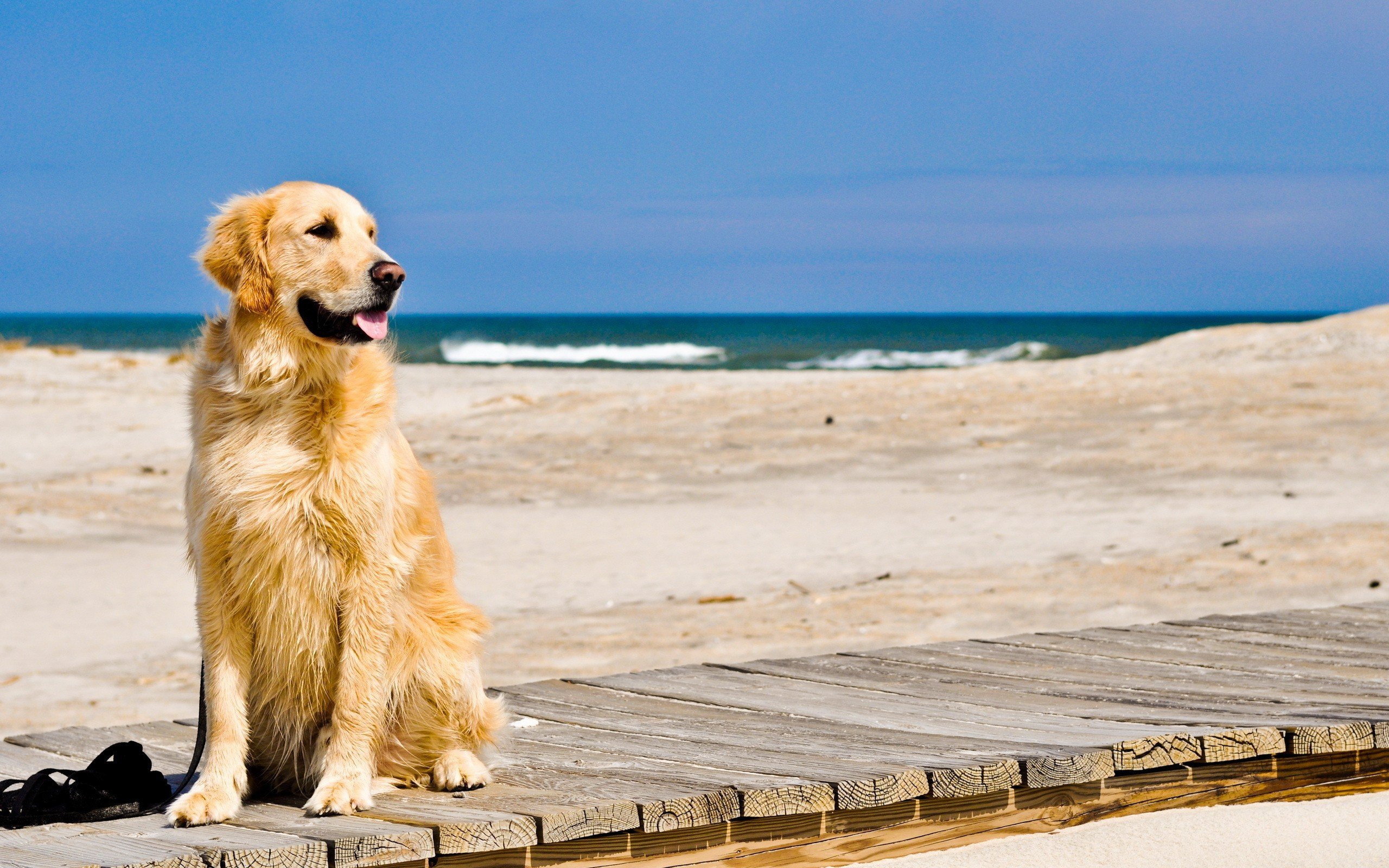 Nature animals dogs George Petty golden retriever beaches wallpaperx1600