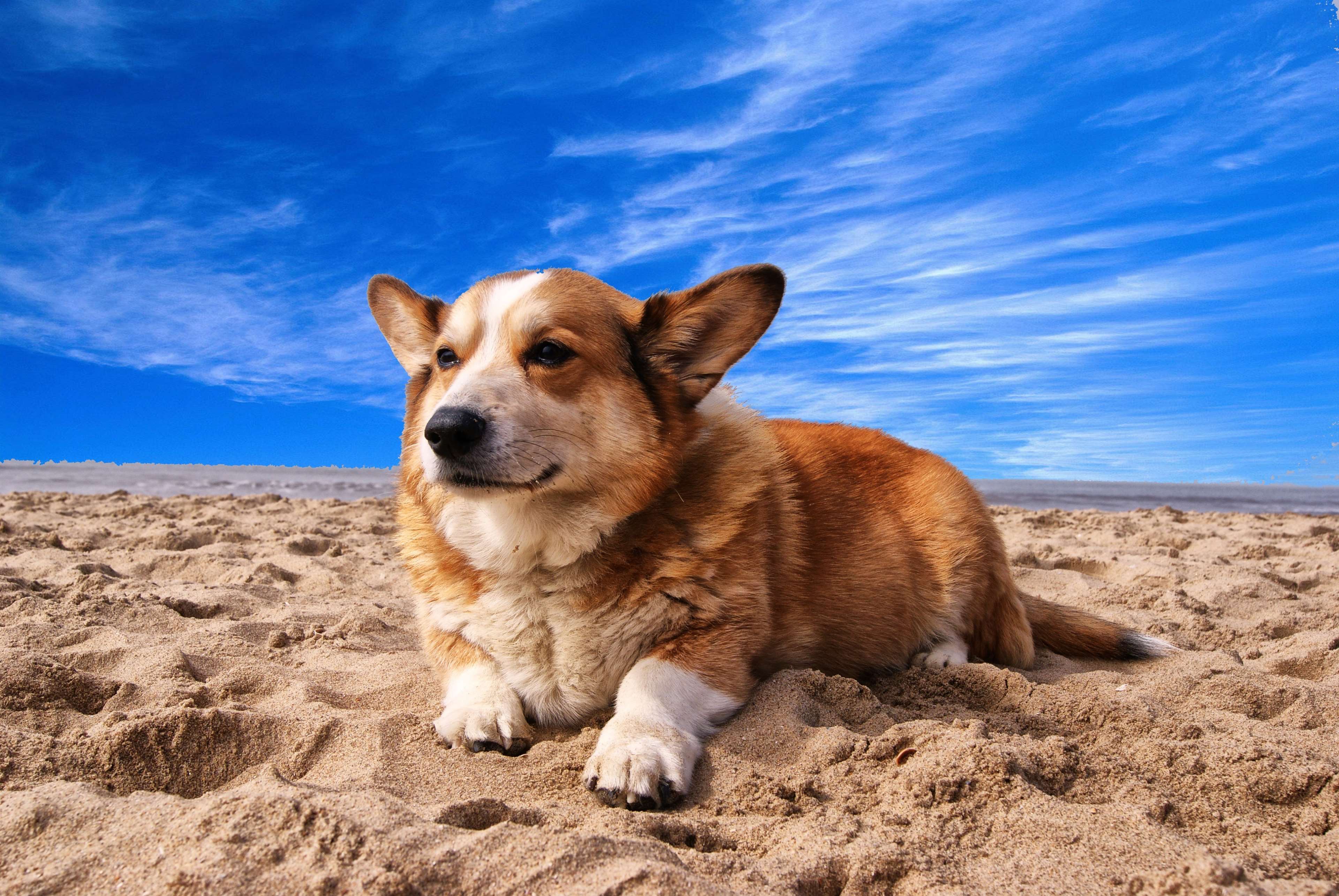 animal, beach, canine, corgi, cute, dog, outdoors, pet, sand 4k Gallery HD Wallpaper