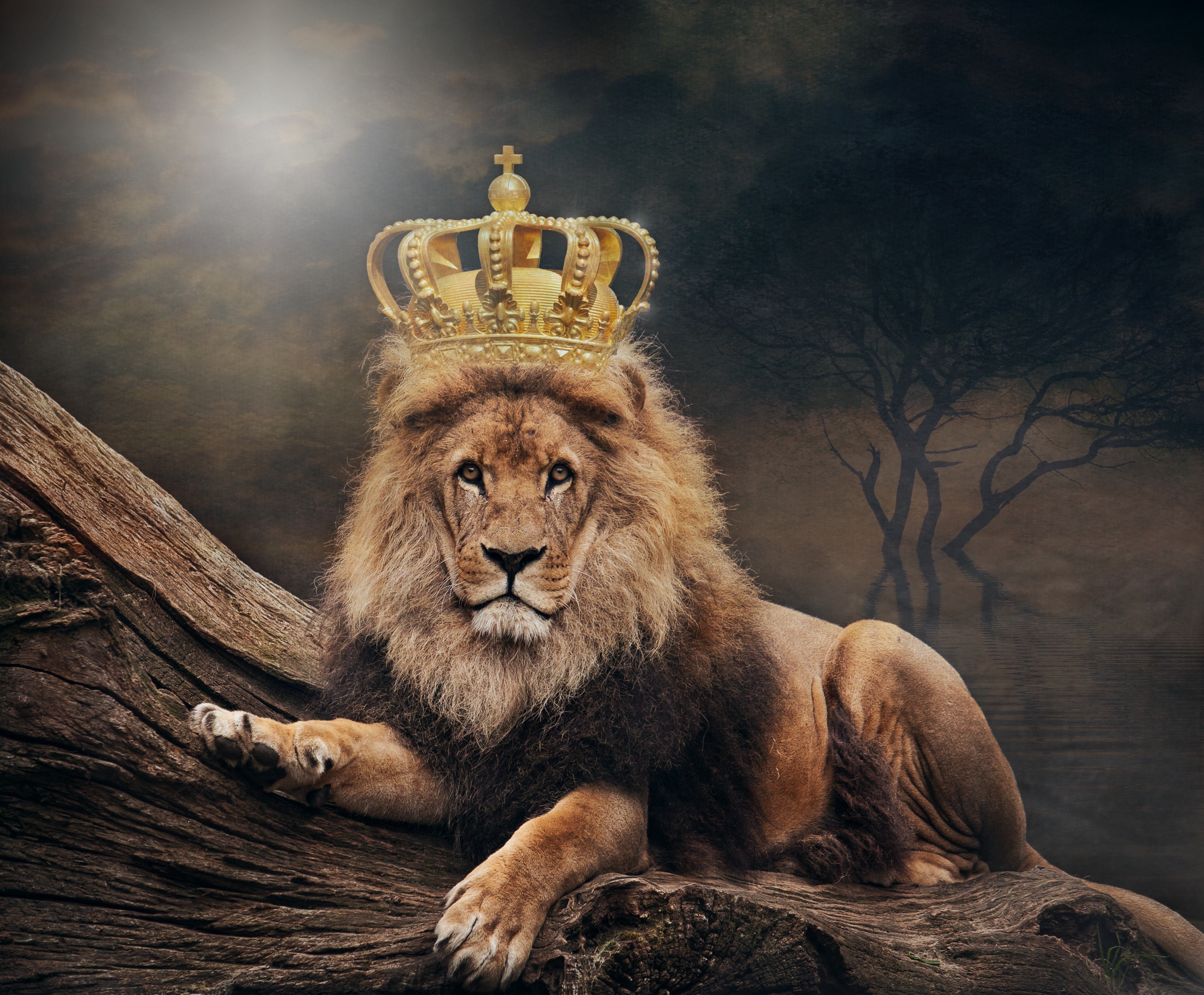 Lions, Crown Gallery HD Wallpaper