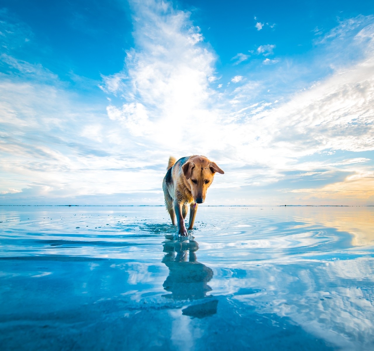 sunlight, white, animals, sea, water, nature, reflection, sky, clouds, beach, blue, dog, horizon, mascot, cloud, ocean, wave, computer wallpaper, dog like mammal Gallery HD Wallpaper