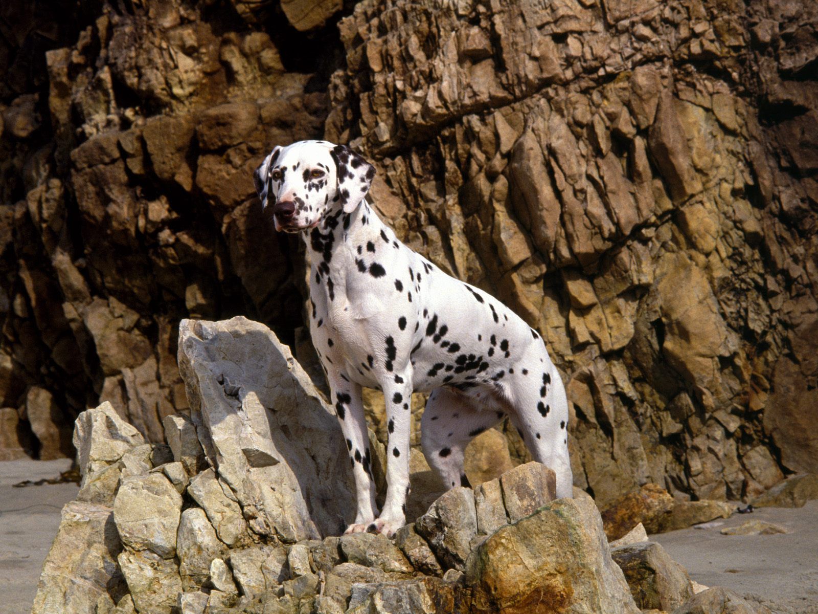 HD dalmatian on the beach Wallpaper Post has been published on windows wallpaper. Dalmatian dogs, Dog breeds, Dalmatian