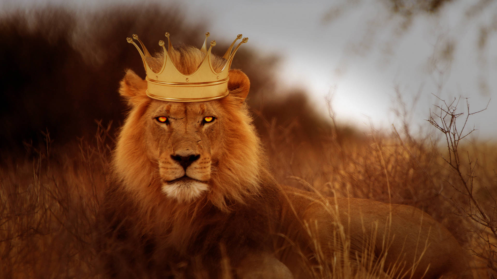 Download Lion With Crown Rajputana HD Wallpaper