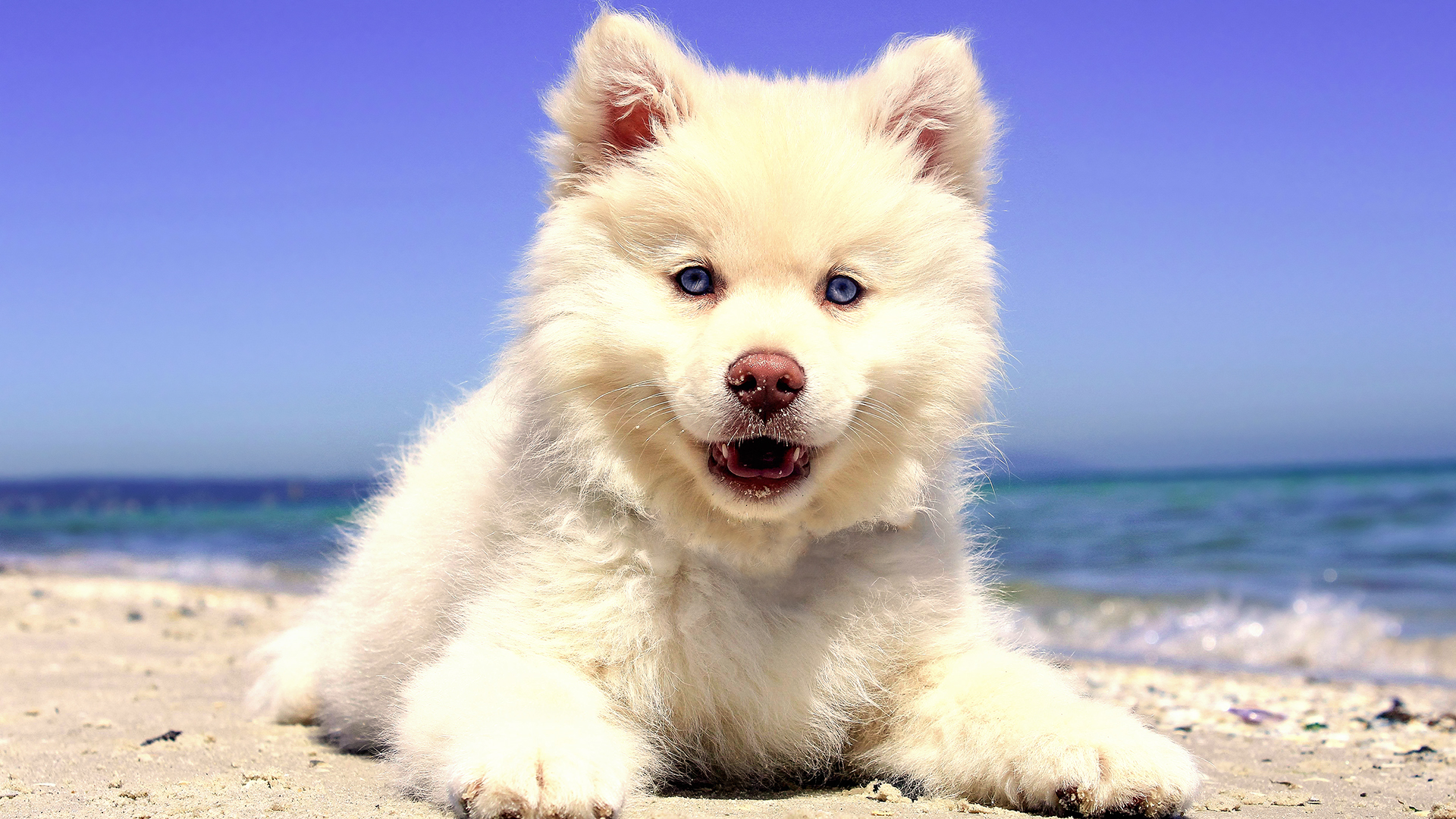 Beach Puppy Chromebook Wallpaper