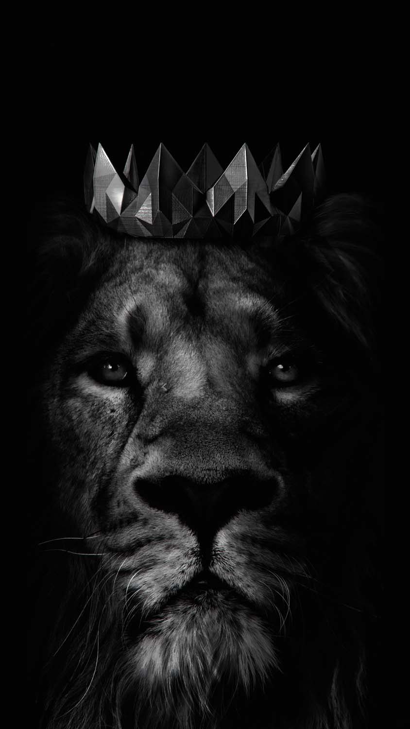 King Lion IPhone Wallpaper HD Wallpaper, iPhone Wallpaper