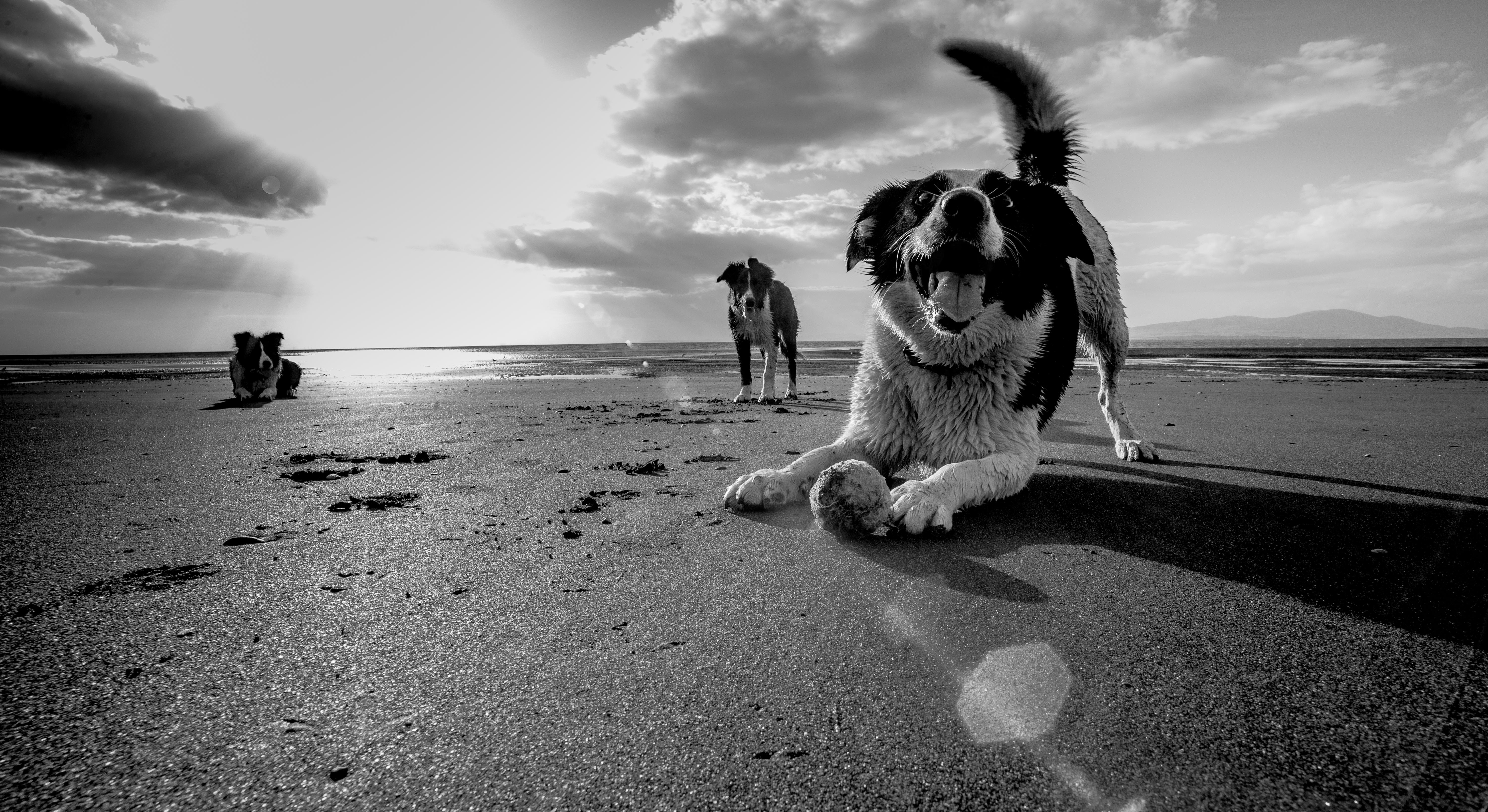 Wallpaper, dog, beach, dogs, ball, fun, collie, border, goon, littledoglaughedstories, littledoglaughednoiretblancet 5961x3254