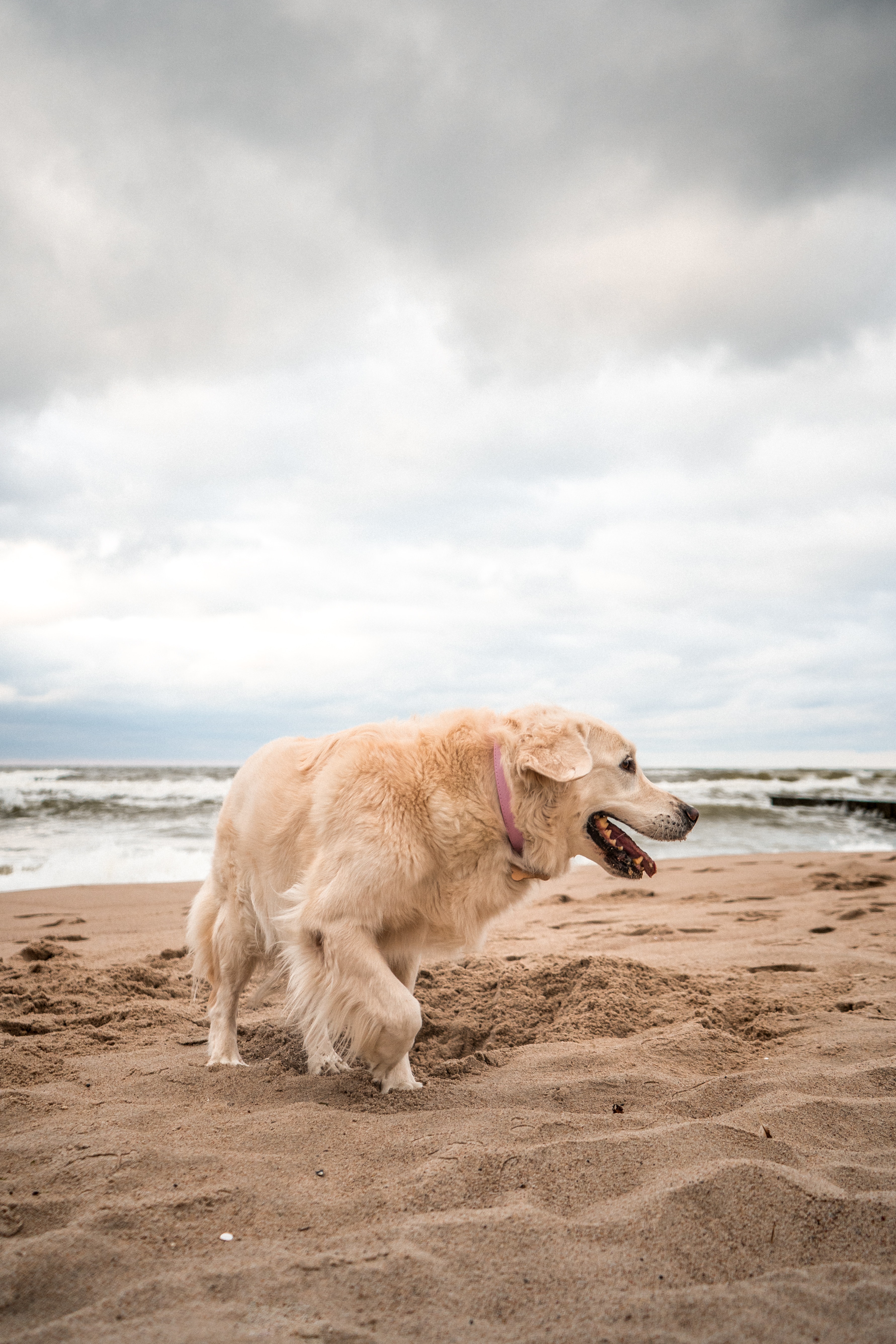 White American Eskimo Puppy Lying on Seashore · Free