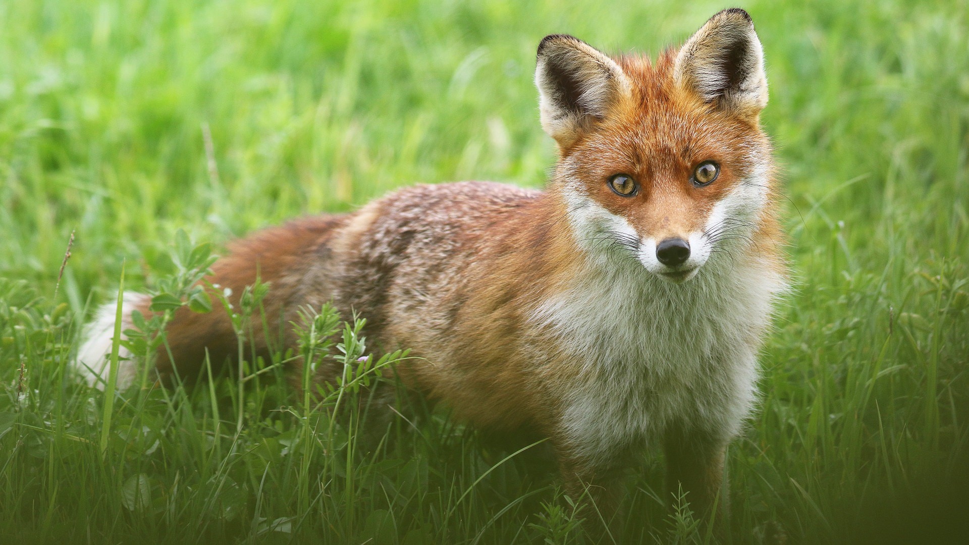 fox, grass, nature Gallery HD Wallpaper