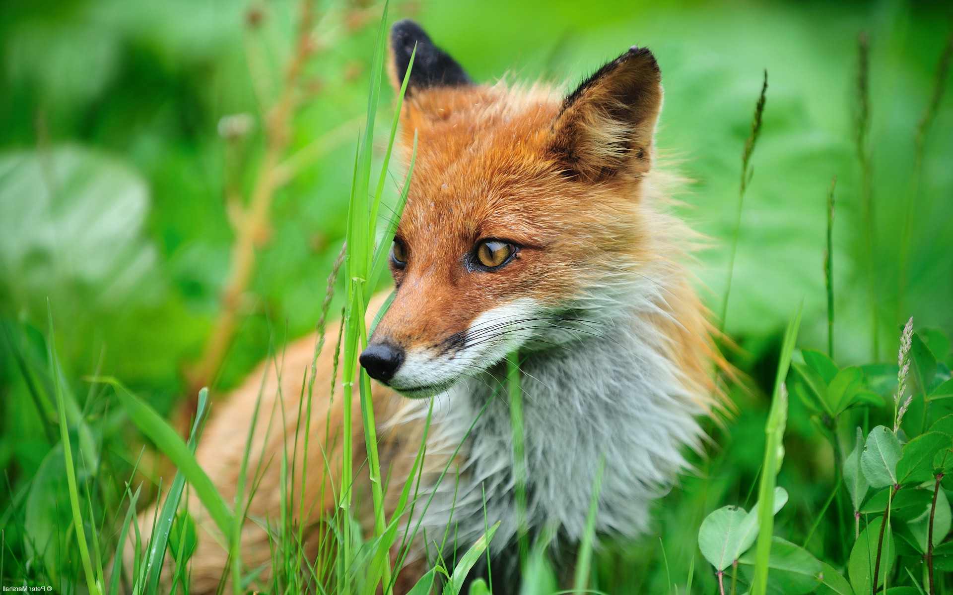 animals, Fox, Grass Wallpaper HD / Desktop and Mobile Background