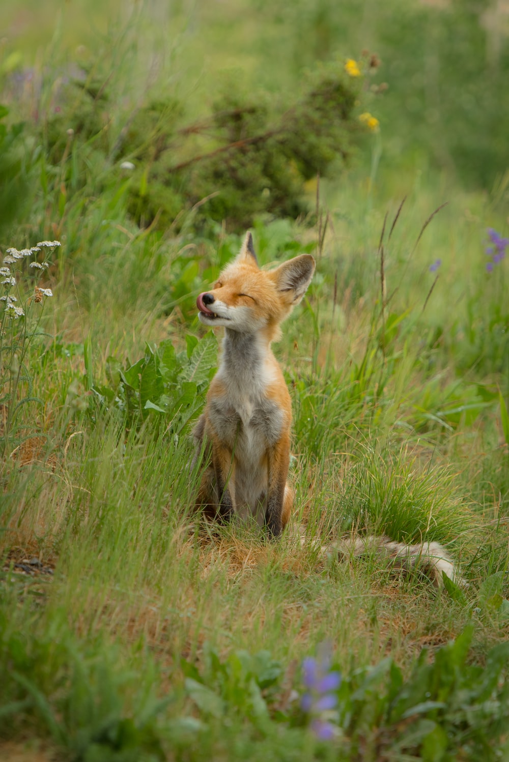 fox sitting on green grass photo