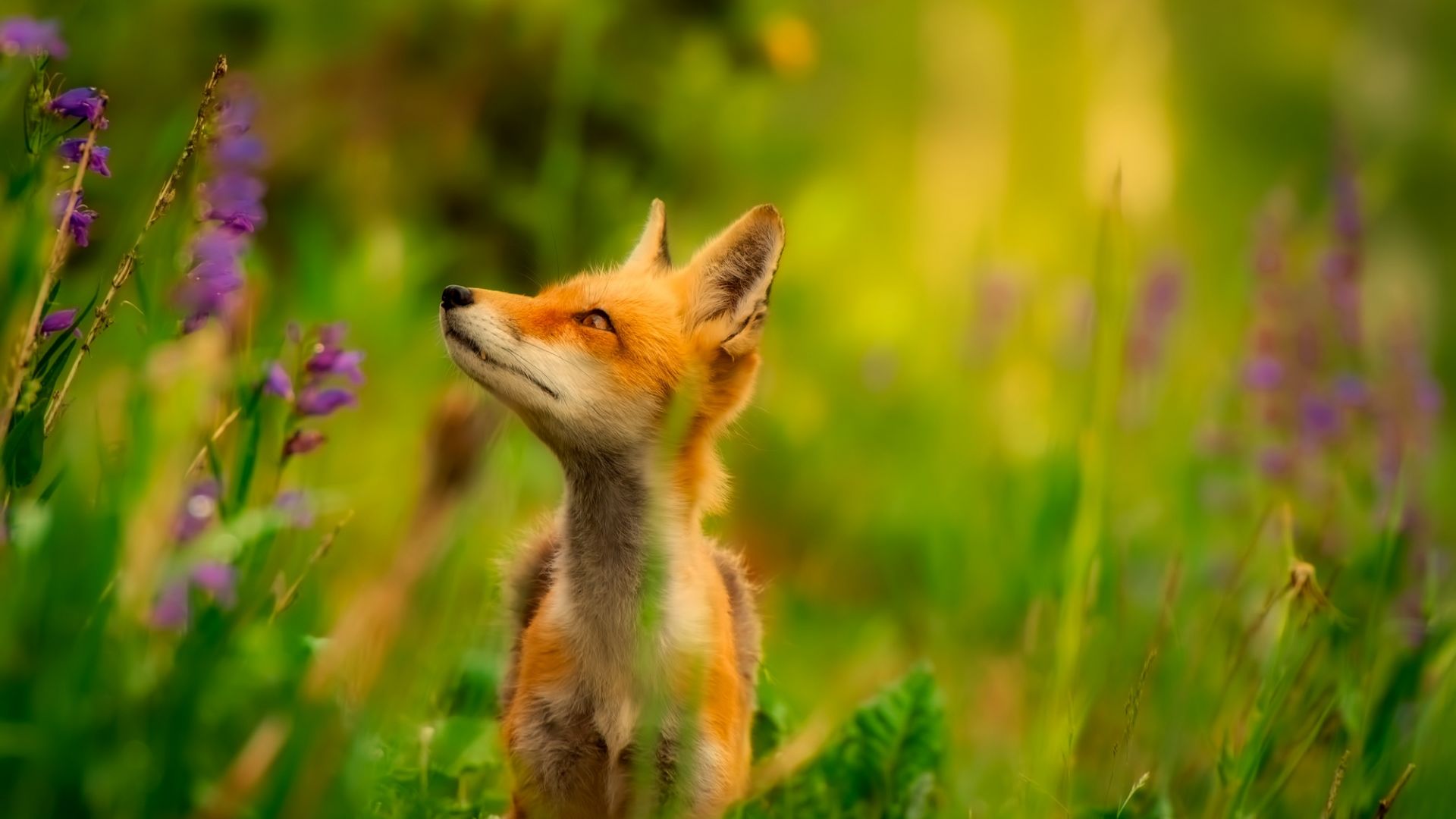 Desktop Wallpaper Red Fox, Looking Away, Animal, Plants, HD Image, Picture, Background, 11f5da