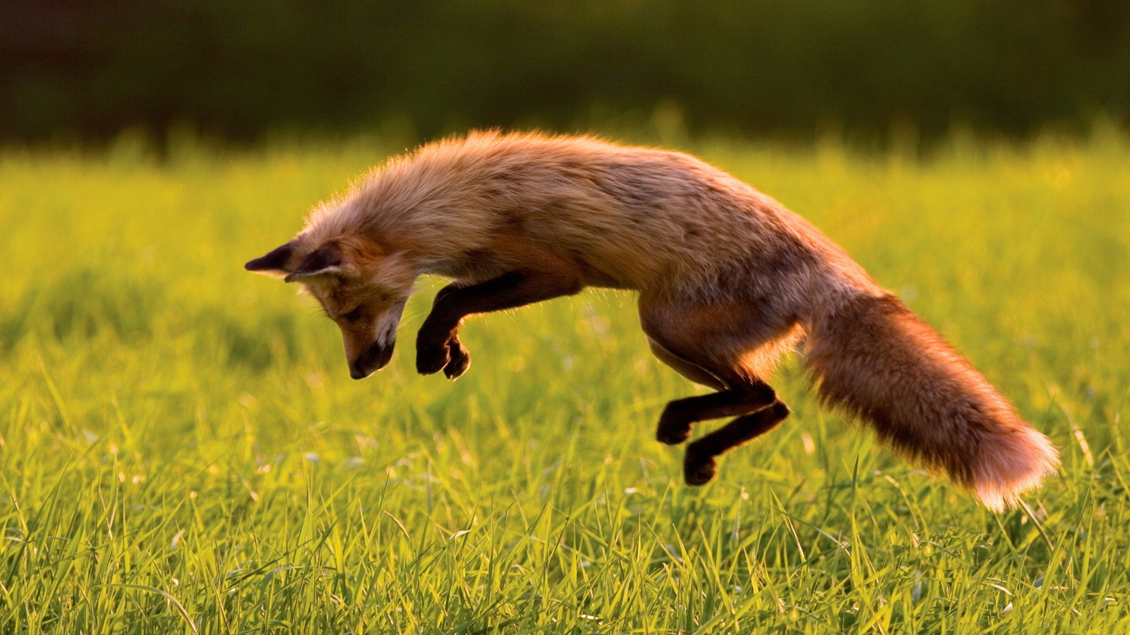 Wallpaper Red Fox, green grass, jumping, sunny day, wild nature, Animals