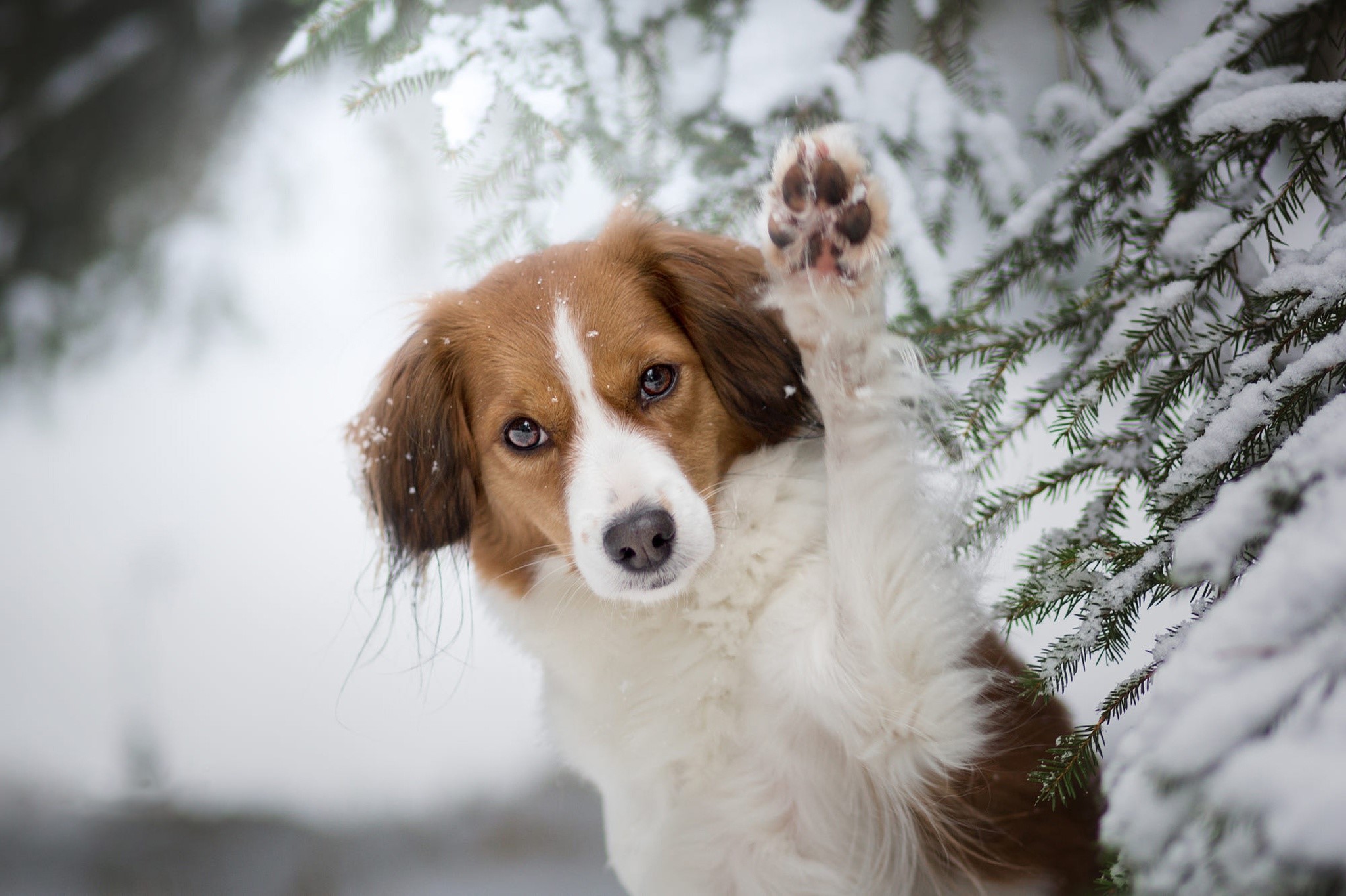 Wallpaper / dog, snow, winter, animals, mammals, frontal view free download
