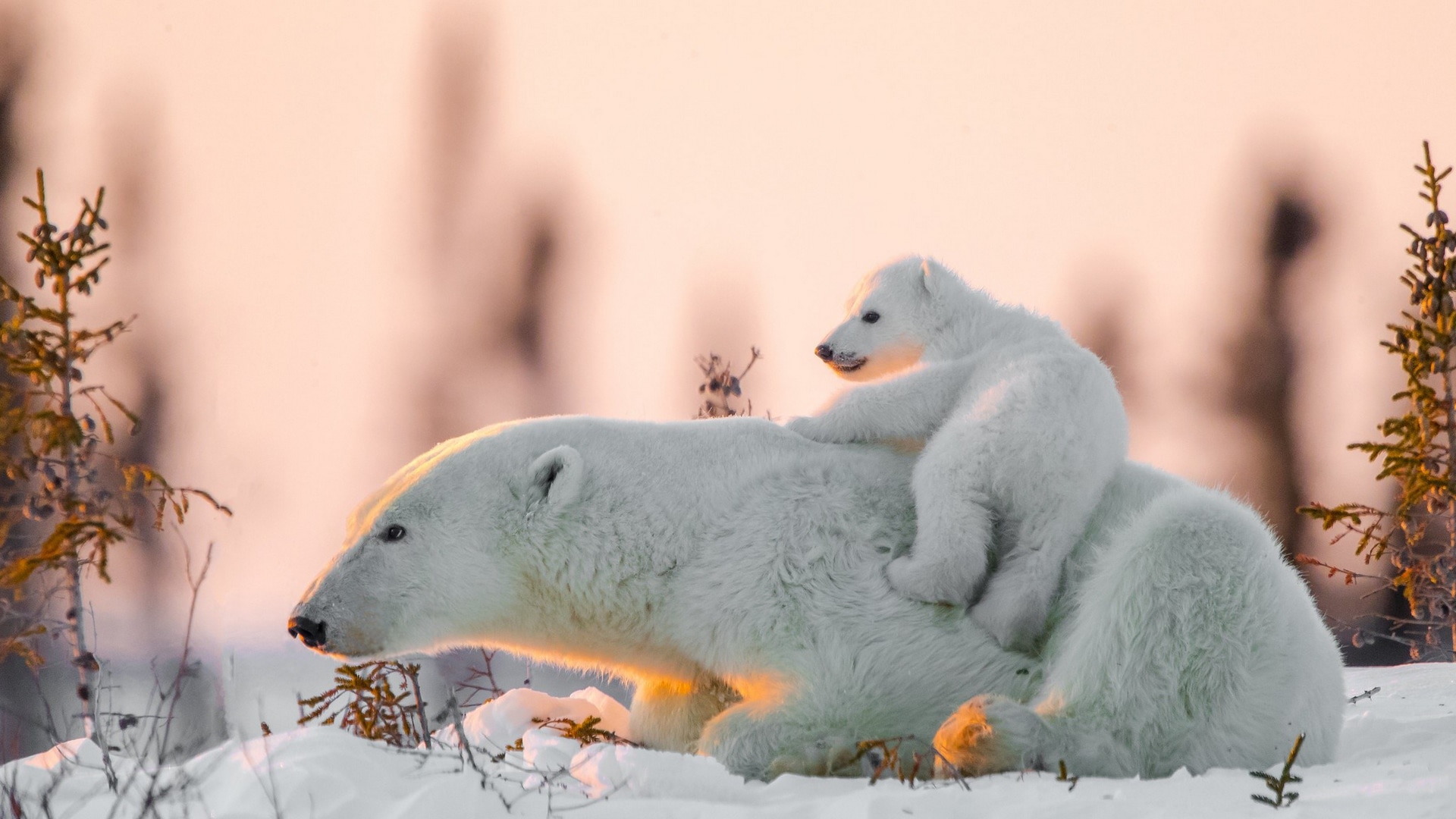 Wallpaper / polar bears, mammals, animals, baby animals, snow, bears free download