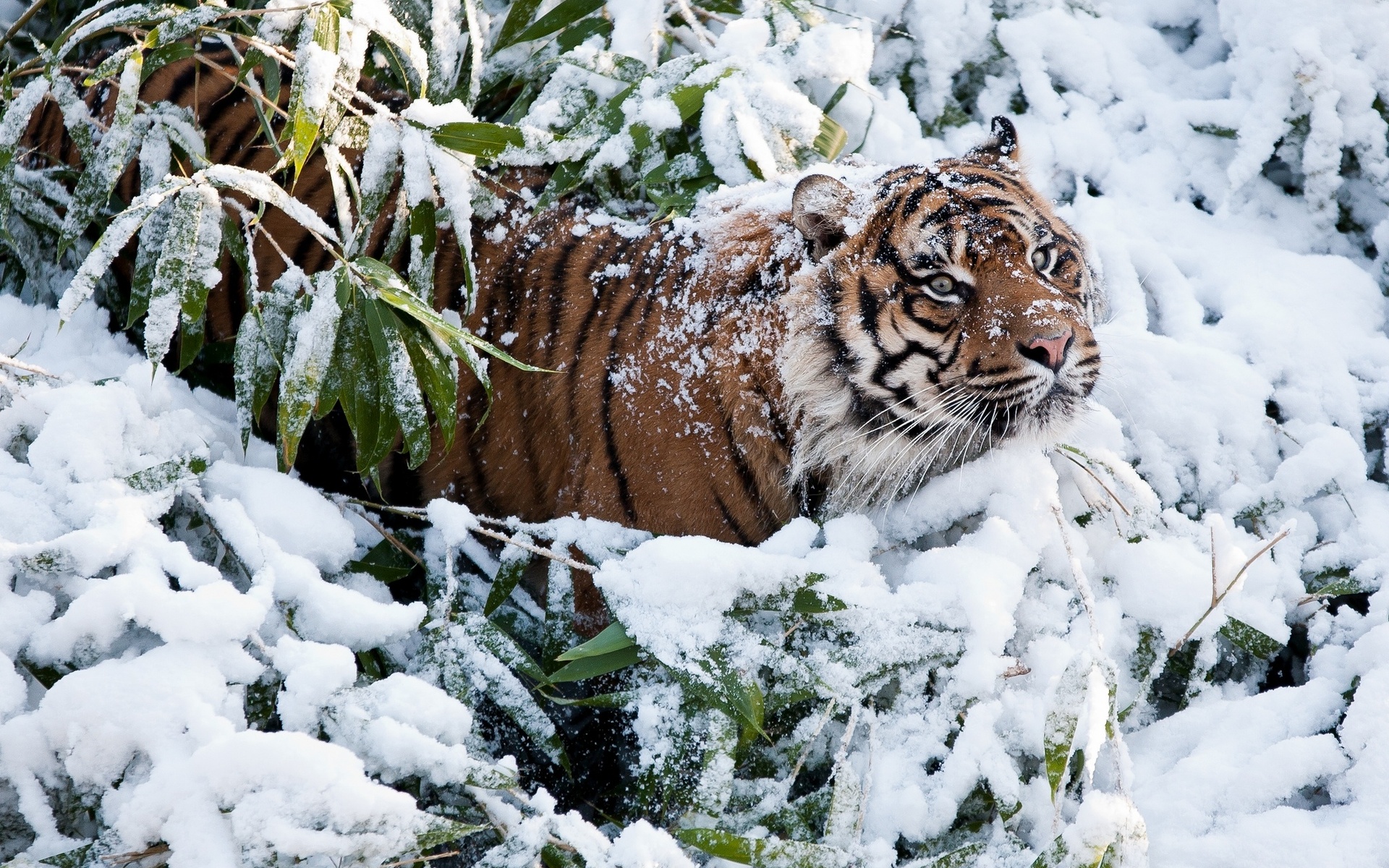 animals, Cats, Tiger, Winter, Snow, Predator, Wildlife Wallpaper HD / Desktop and Mobile Background