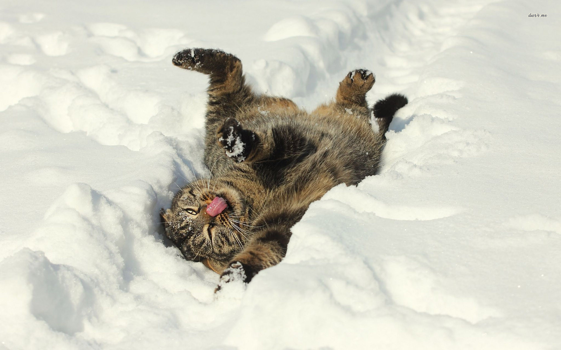 Funny cat in the snow wallpaper