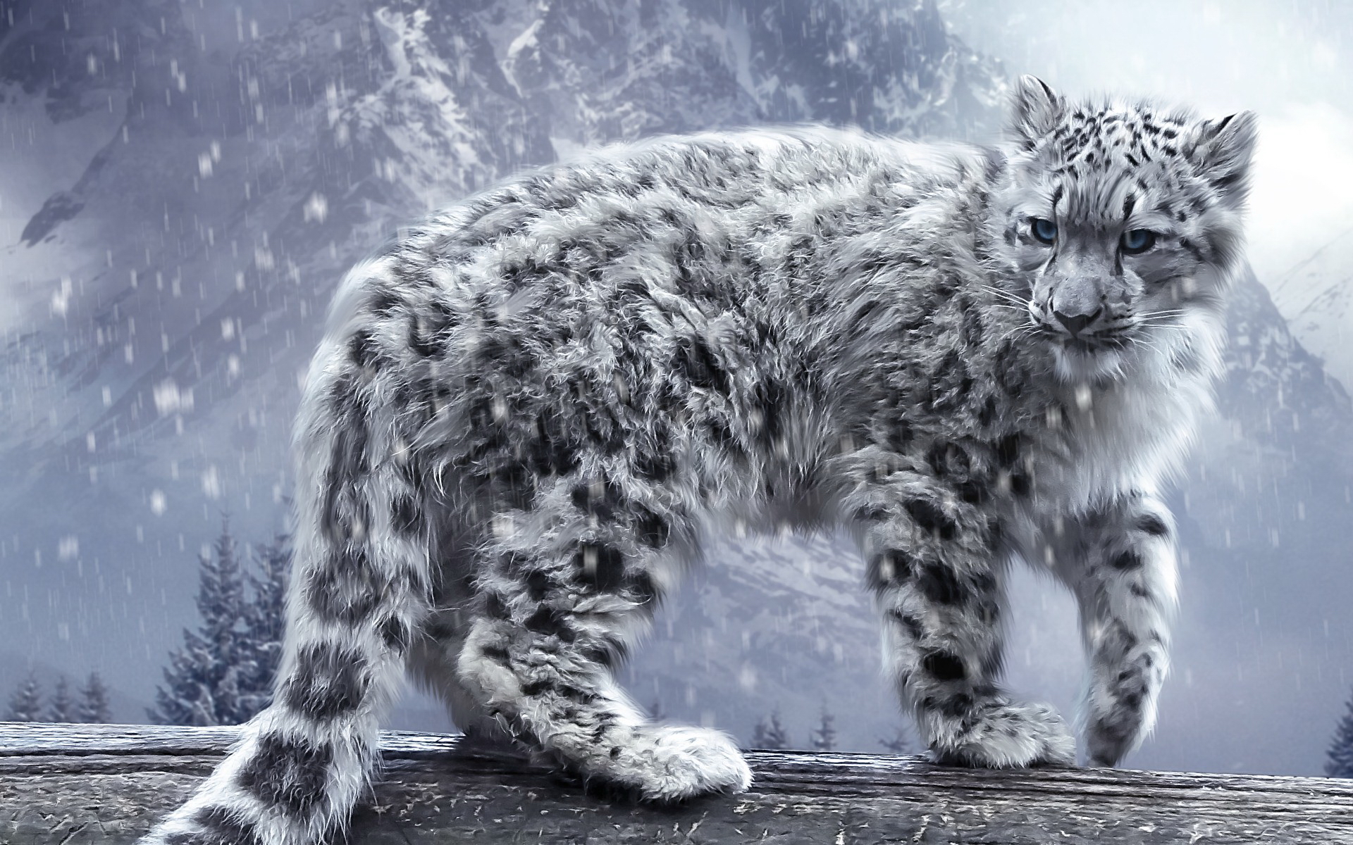 Snow Leopard HD Wallpaper and Background