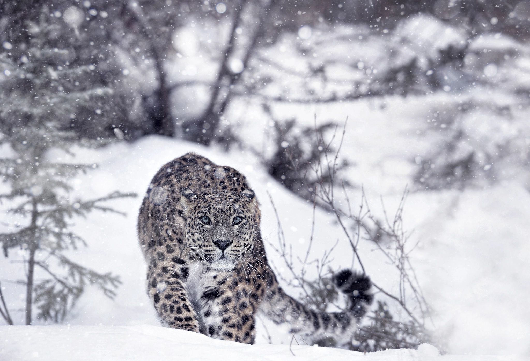 snow leopards, animals, winter, snow Gallery HD Wallpaper