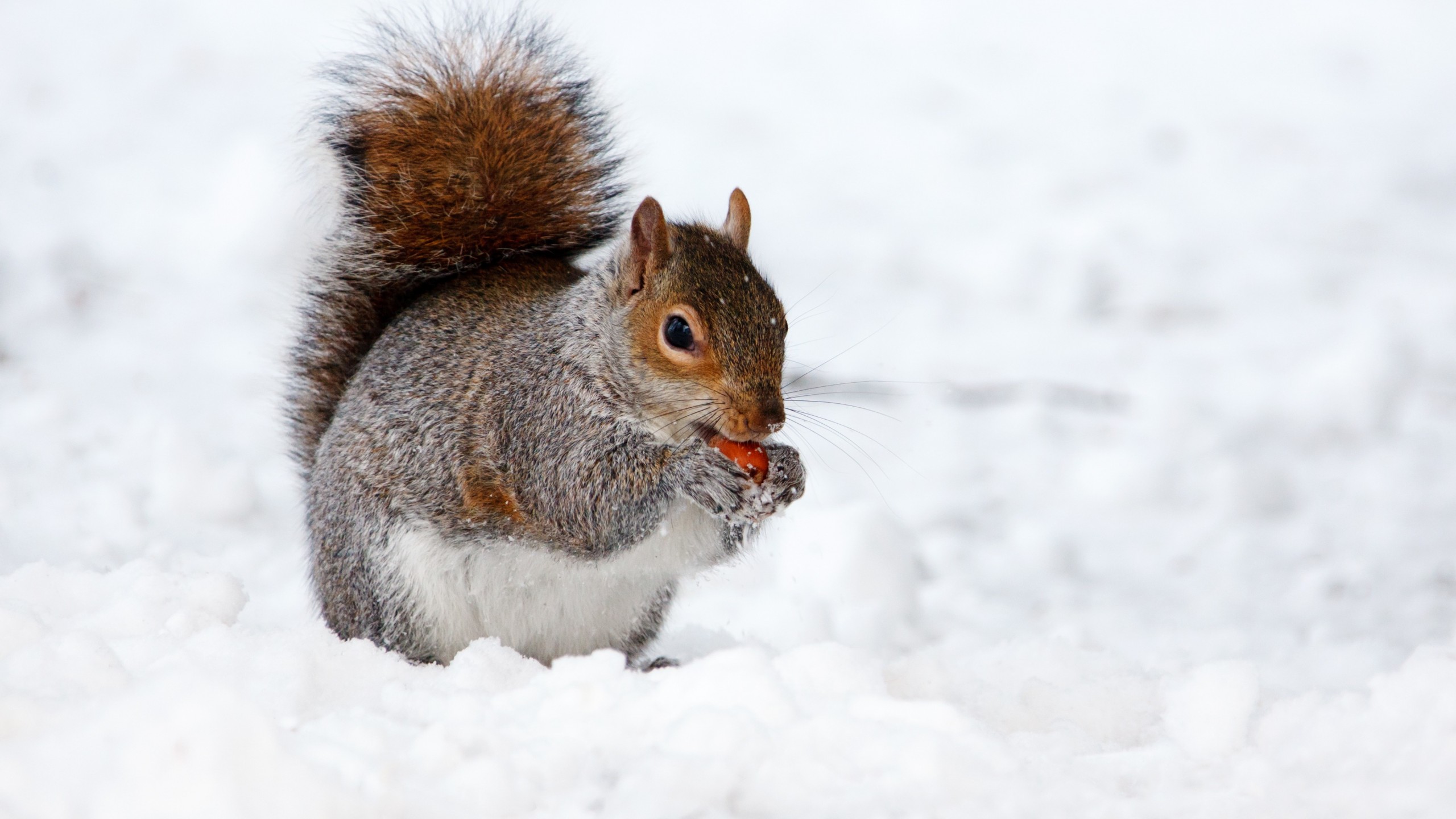 Stock Image squirrel, cute animals, snow, winter, 4k, Stock Image