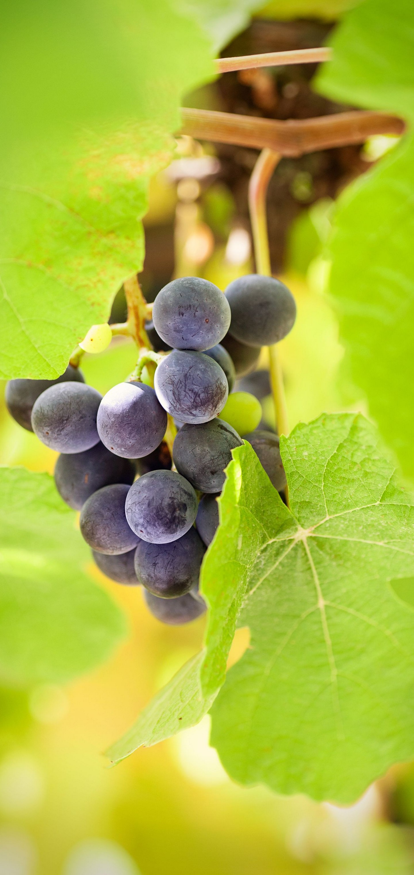 Food Leaves Green Berries Wallpaper - [1440x3040]