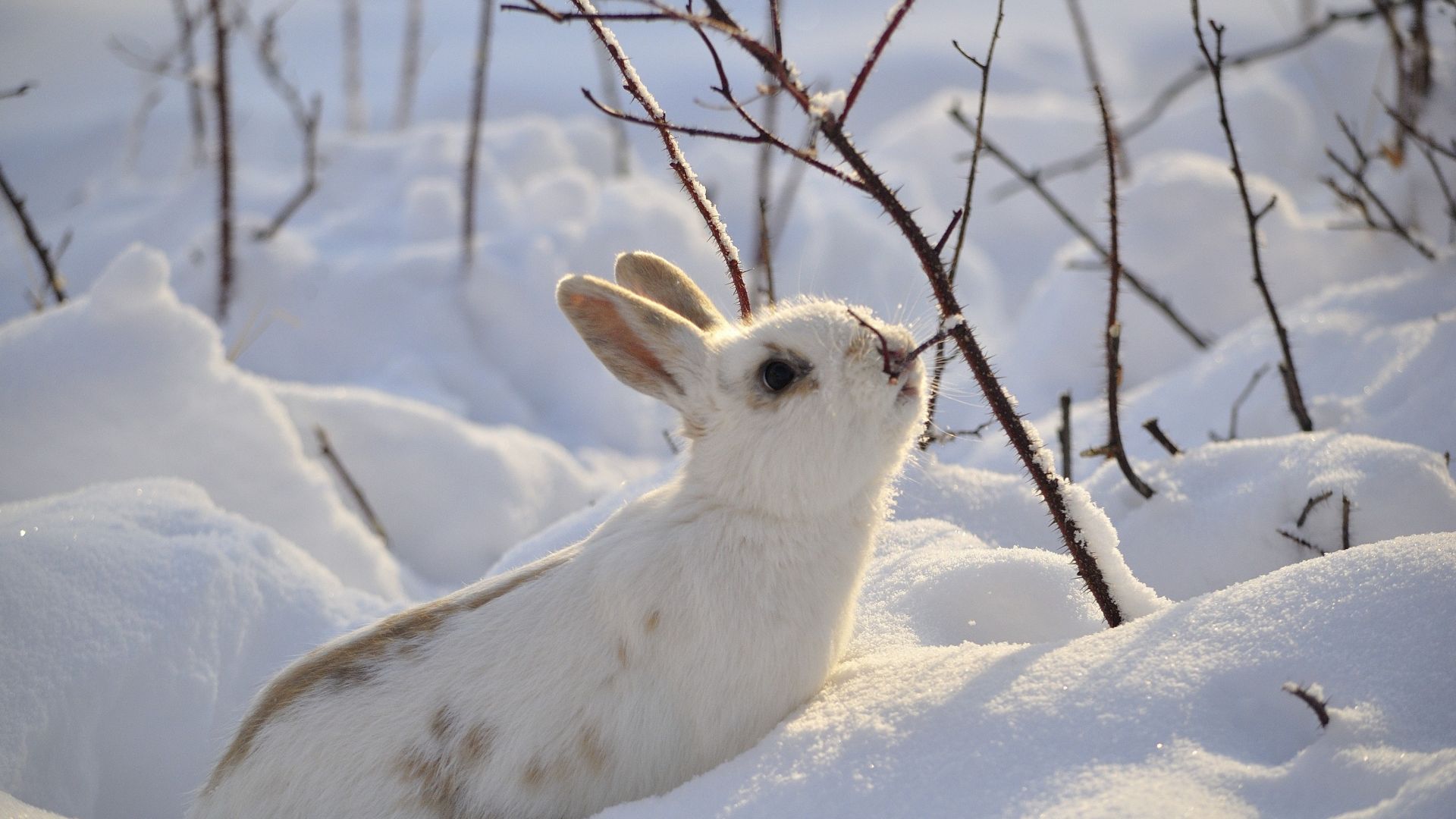 Desktop Wallpaper Cute White Bunny, Snow, Winter, Animal, 4k, HD Image, Picture, Background, E32870
