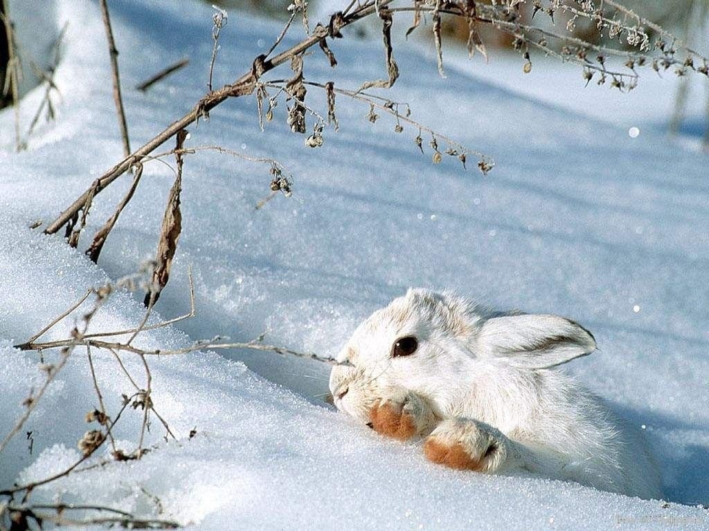 Free download Snow Bunny Wild Animals Wallpaper 2785485 [1024x768] for your Desktop, Mobile & Tablet. Explore Cute Winter Animal Wallpaper. Cute Winter Background, Cute Animal Wallpaper, Cute Animal Background
