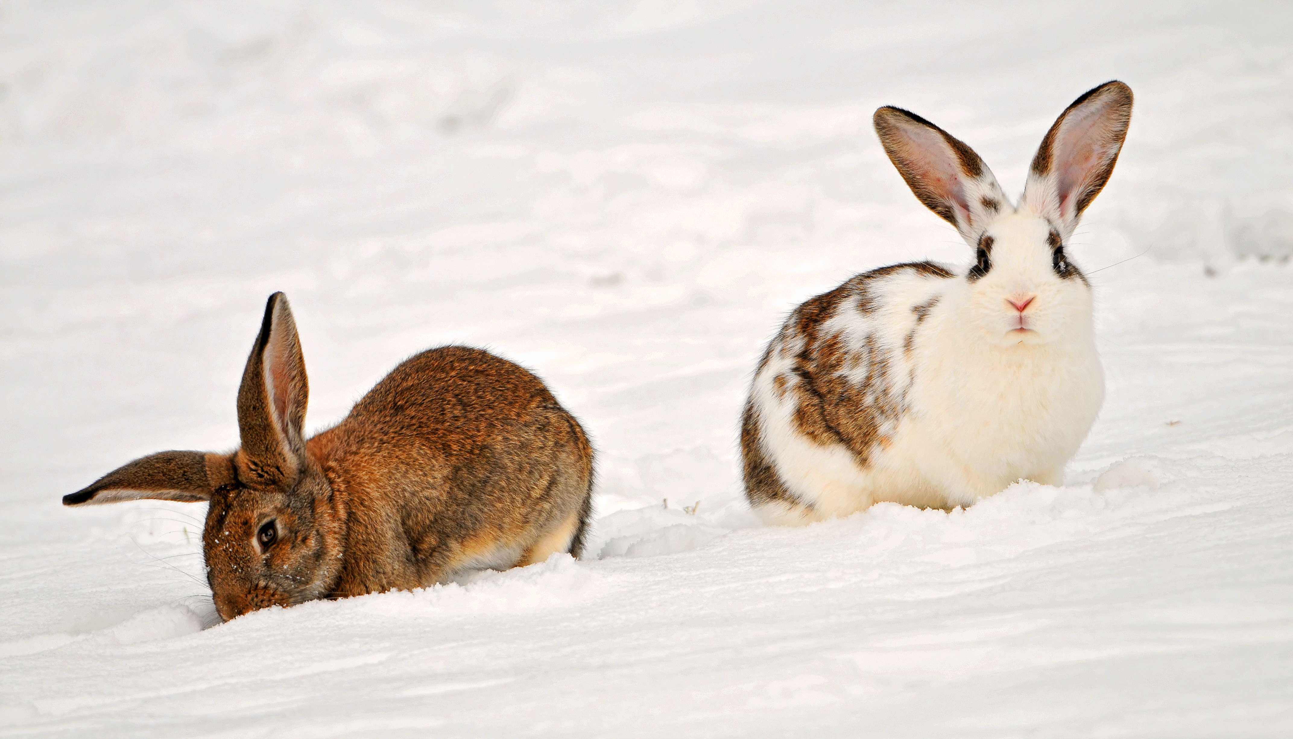 Wallpaper, winter, two, brown, white, snow, cute, rabbit, bunny, bunnies, Switzerland, Nikon, funny, ears, explore, together, gossau, d gr t 4288x2452