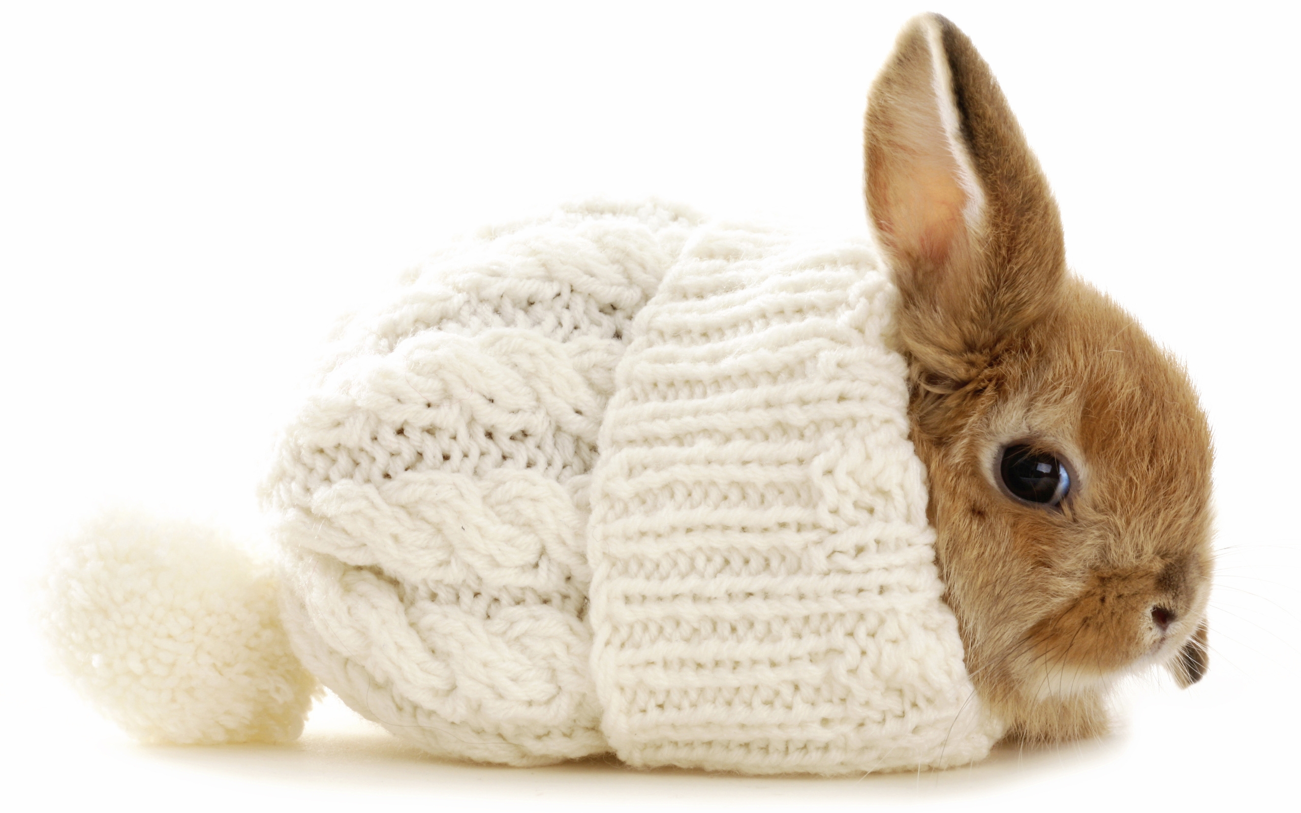 Wallpaper, hat, winter, Toy, mammal, stuffed toy, rabits and hares, domestic rabbit 2560x1600