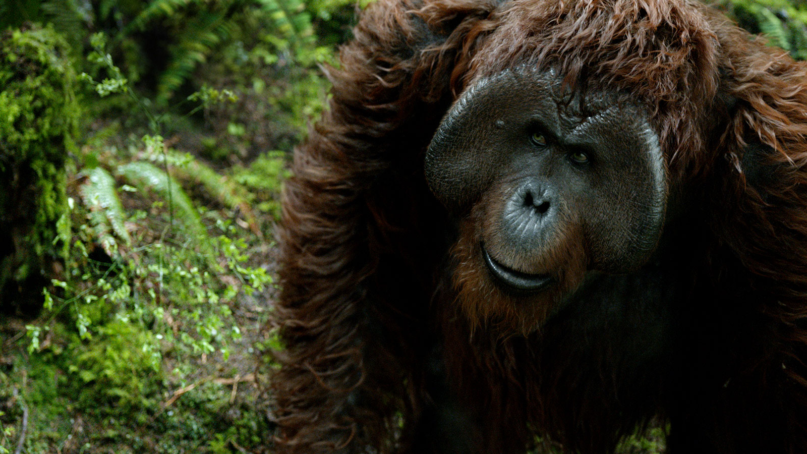 Maurice (Planet of the Apes)